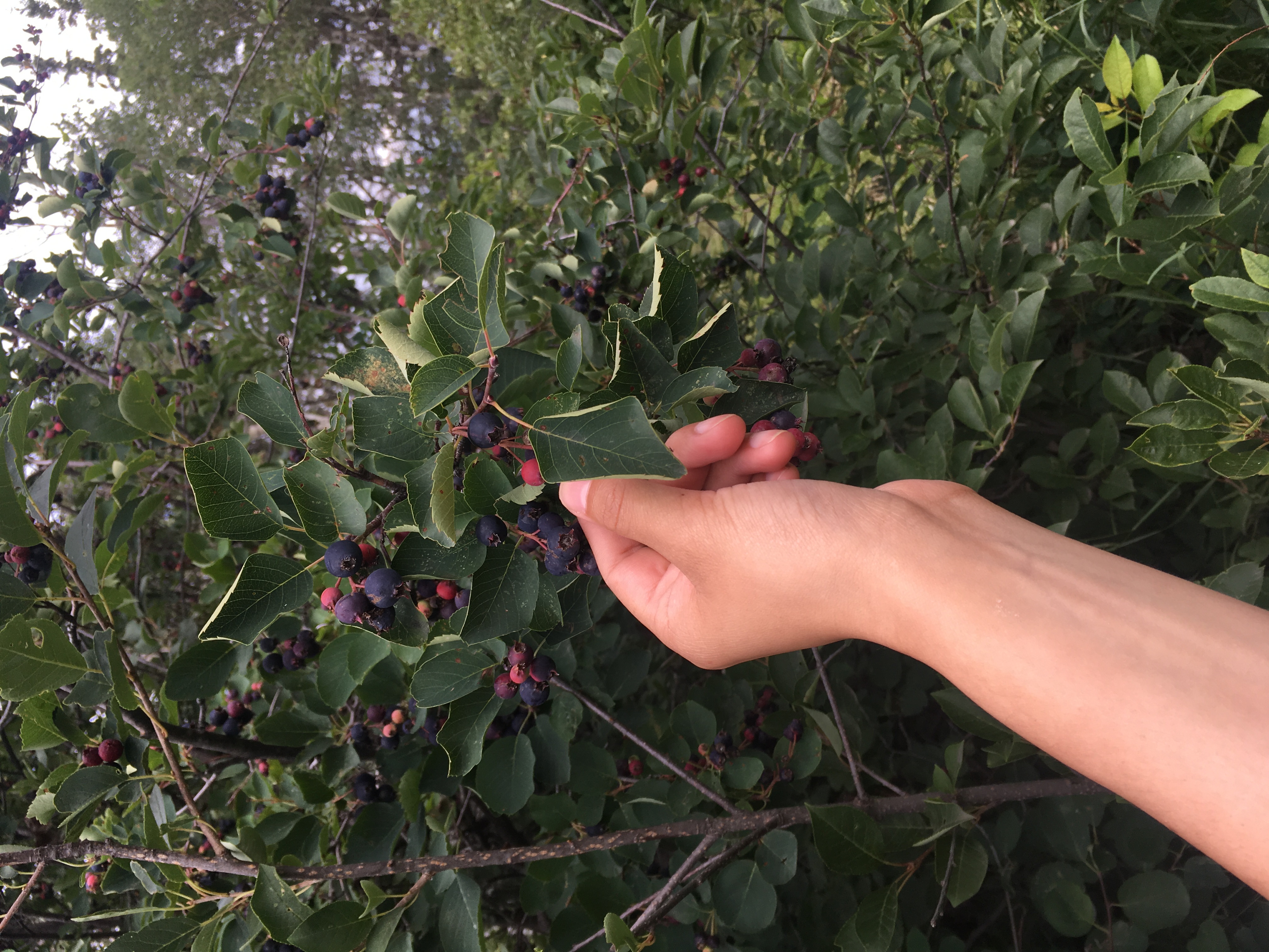 A photo of someones hand holding a branch of saskatoon berries, the rest of the Saskatoon berry bush surrounds the branch.