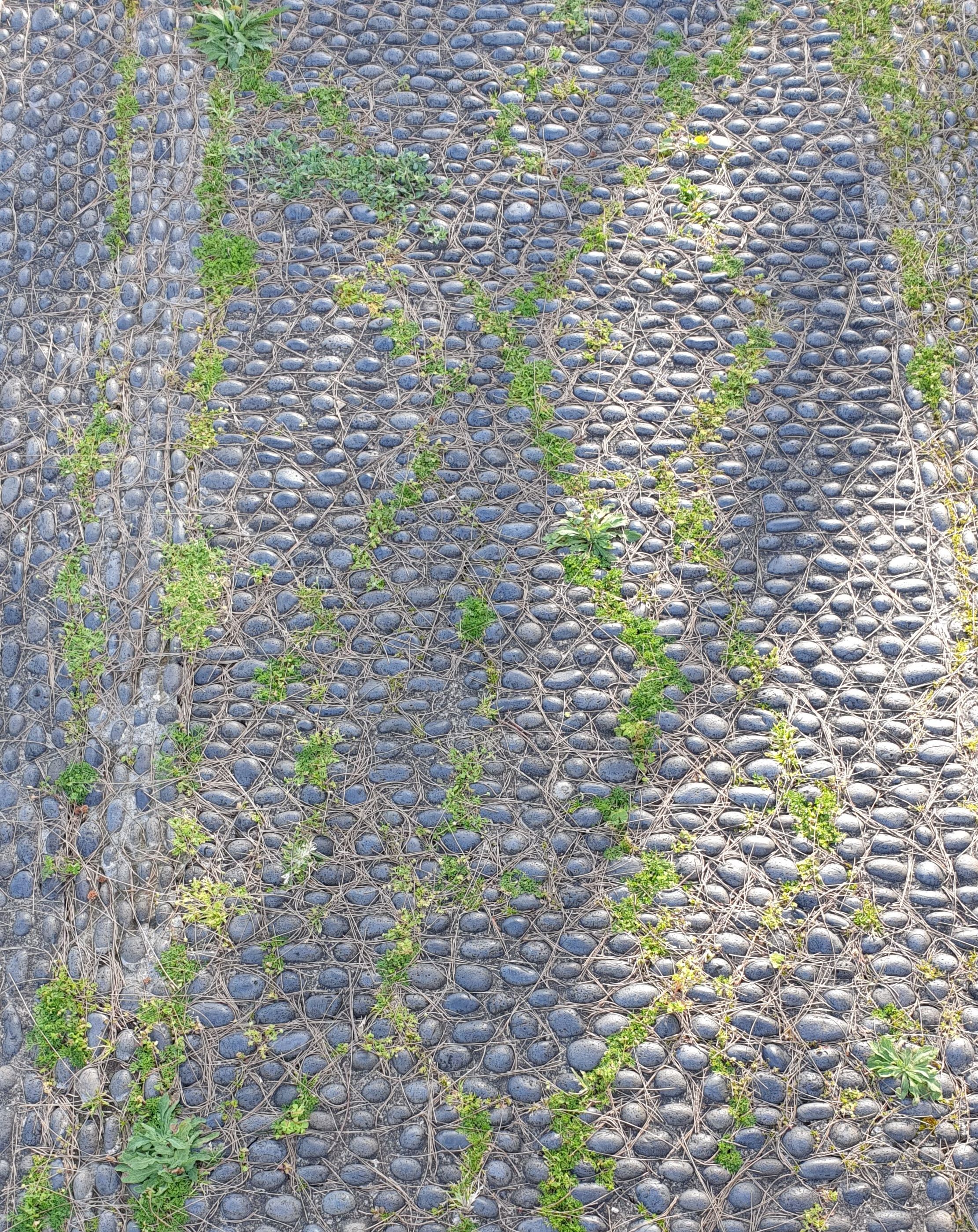 Stone path in a park in Madeira. Even the needles are arranged neatly.