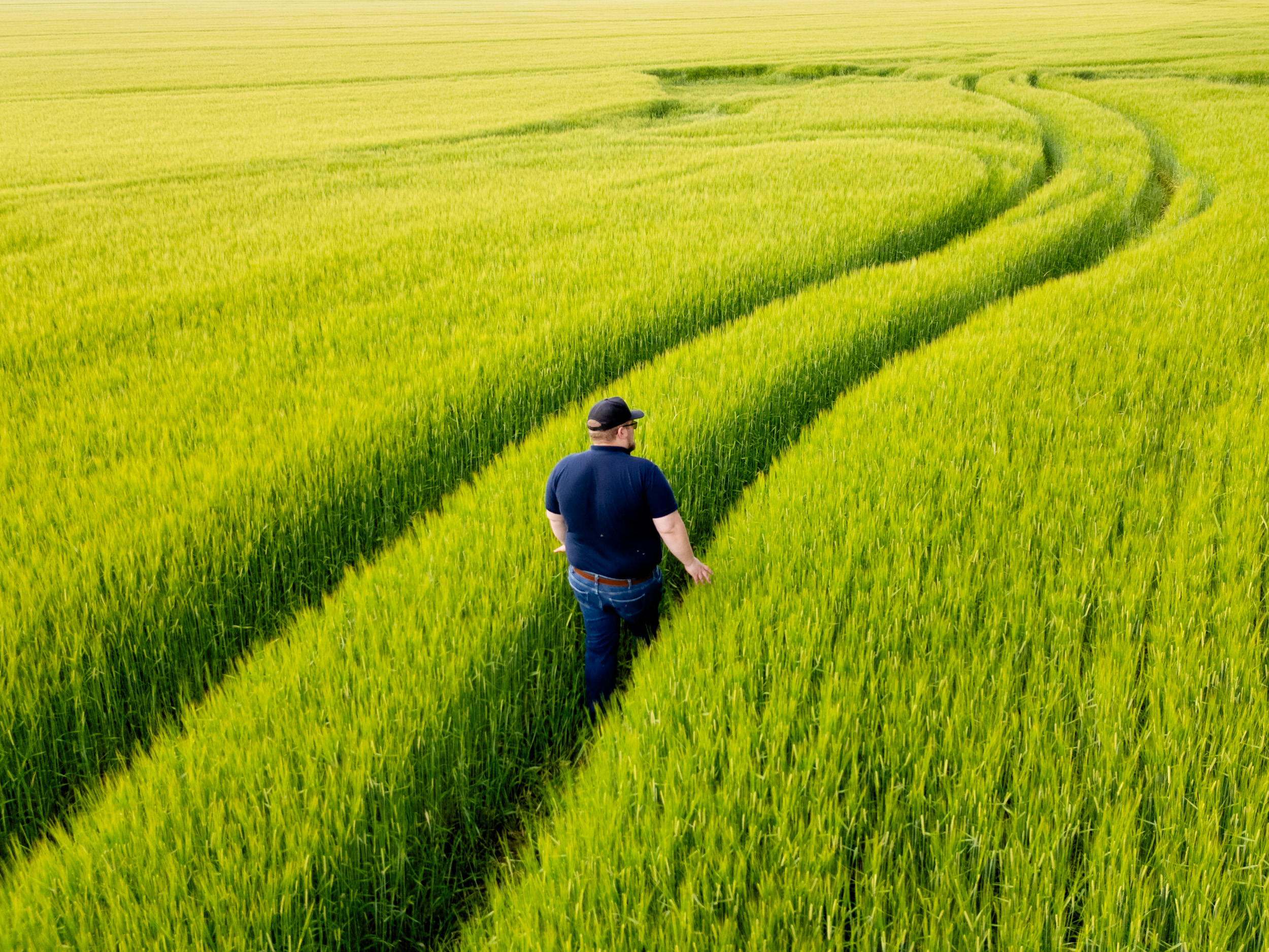 Etelä-Pohjanmaan satotilanne on aikaisempia vuosia parempi. Isokyröläinen maanviljelijä Jaakko Renko viljelee 170-hehtaarisella tilallaan muun muassa vehnää, ohraa, kauraa, hernettä ja rypsiä. 12.7.2025. Ilkka-Pohjalainen.