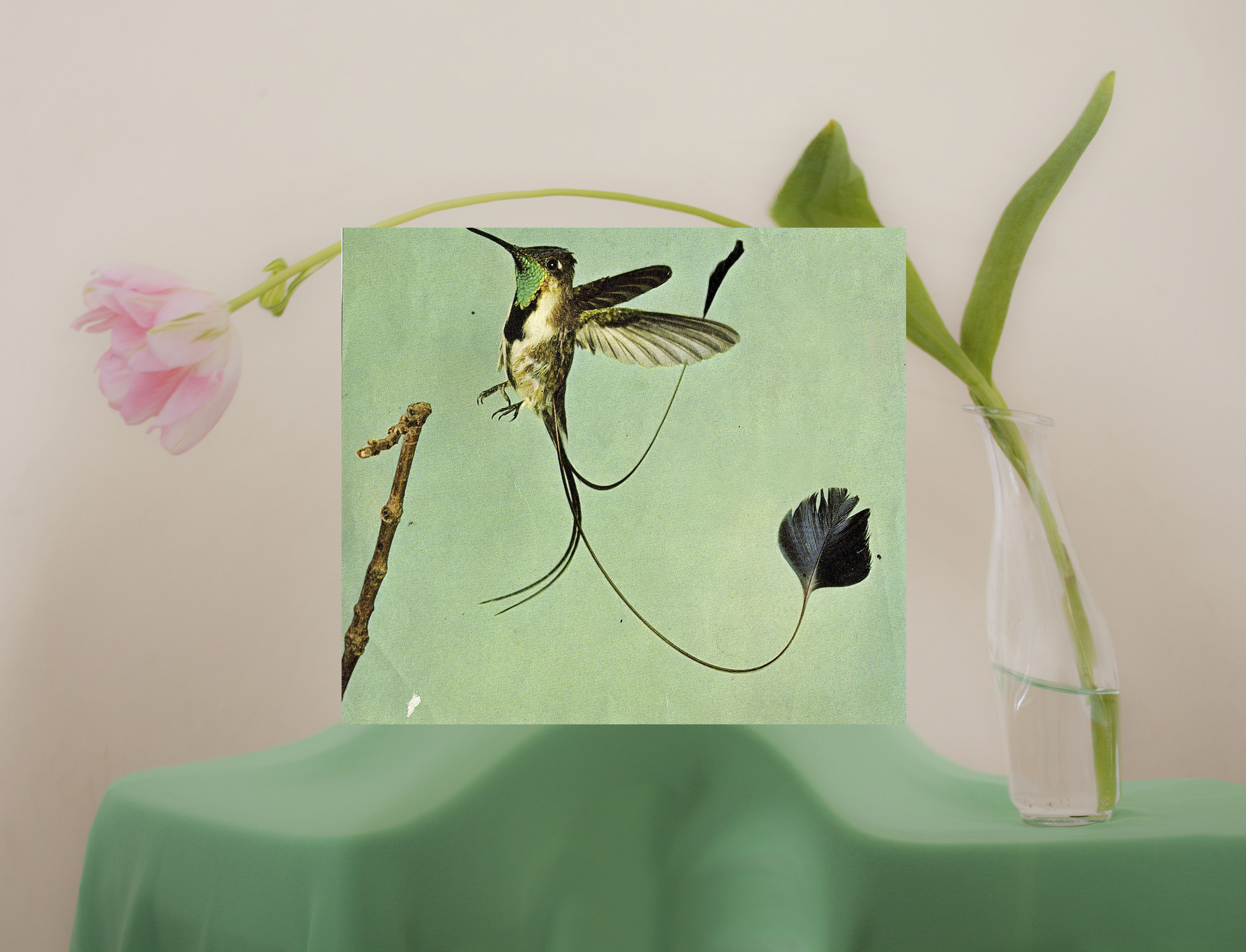 Hummingbird, 2023, giclée print, 65 x 50 cm