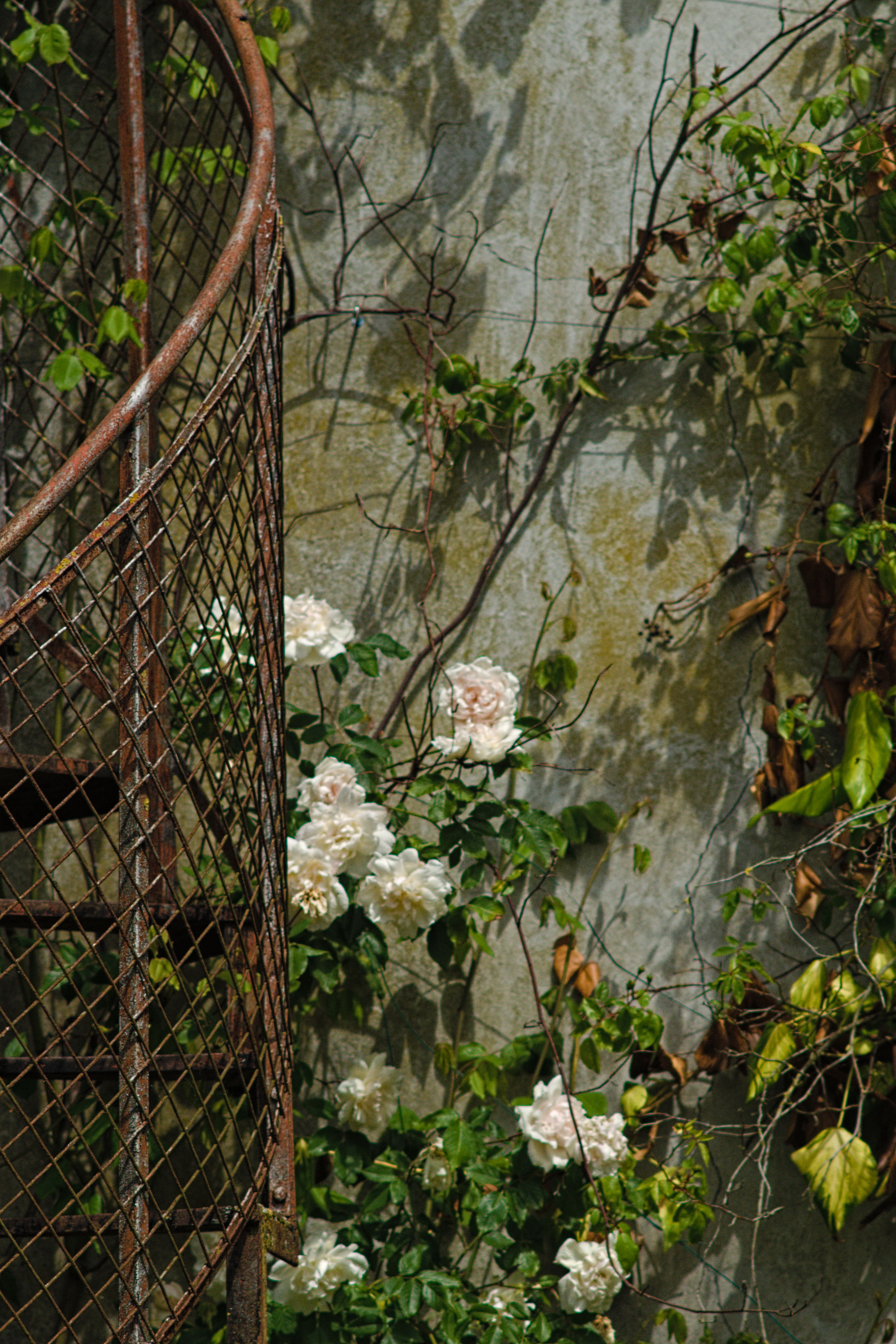 Flying damsels told us to stay