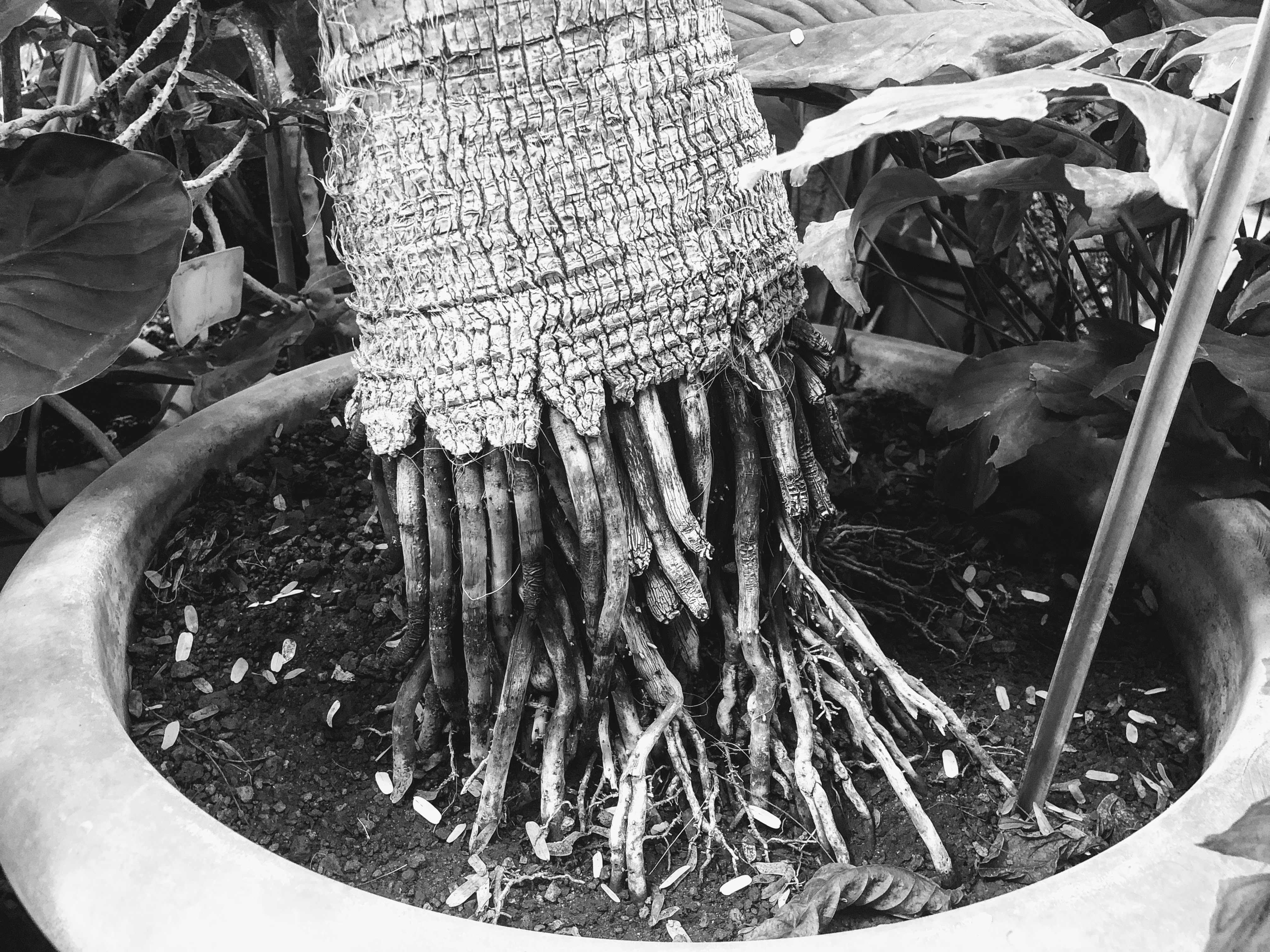 Radici, Orto Botanico, Bologna, 16-6-18