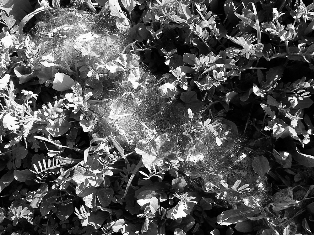 N. Webs. (photo: Ayala Serfaty, 2002)