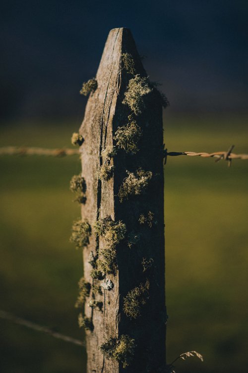 Surveillence in the Anthropocene