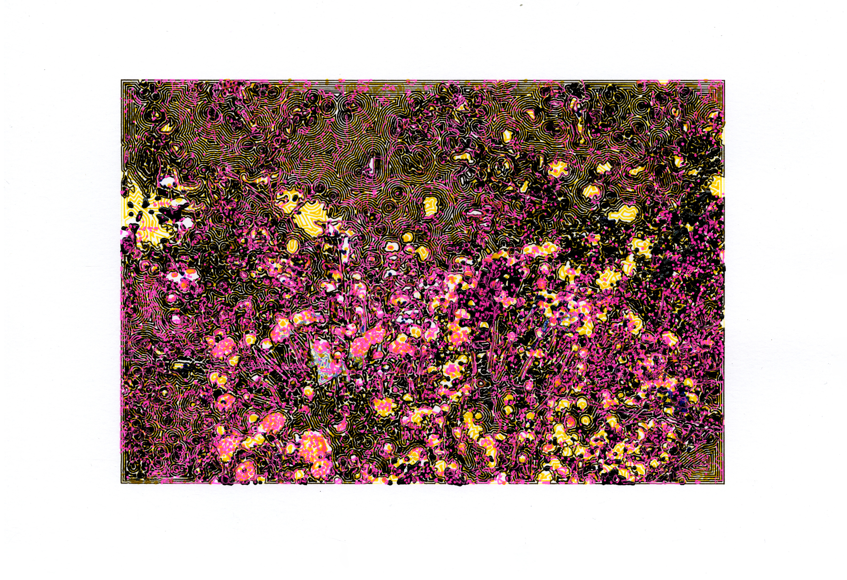 Brooklyn Botanic Garden #5, 2022; Gel ink on paper (3 colors); 11.25 x 7.75