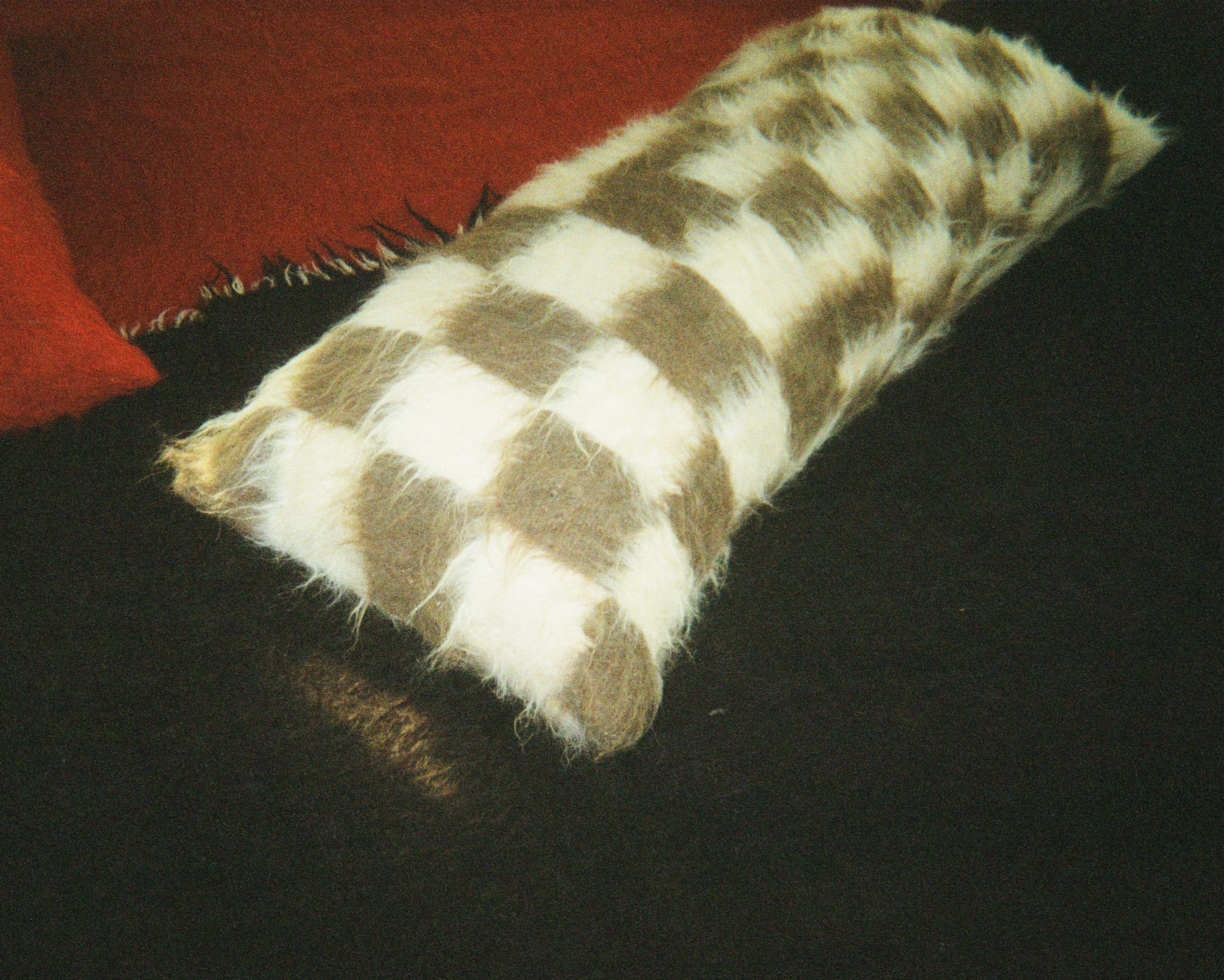 Tender Shock Colossal Cushion