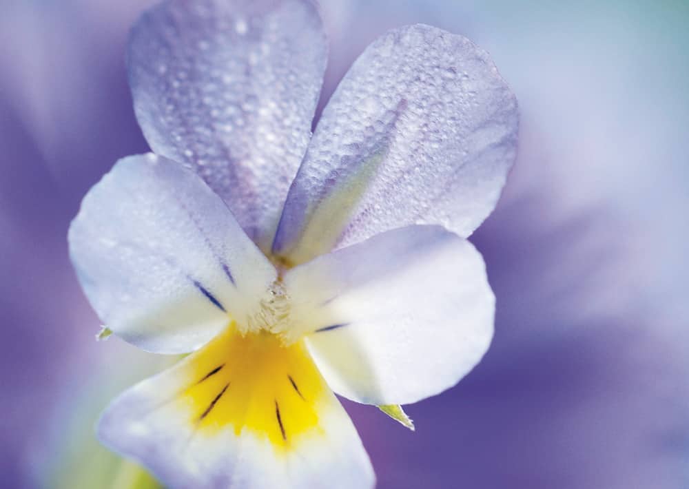 Nr. 030  Ackerveilchen im Morgentau