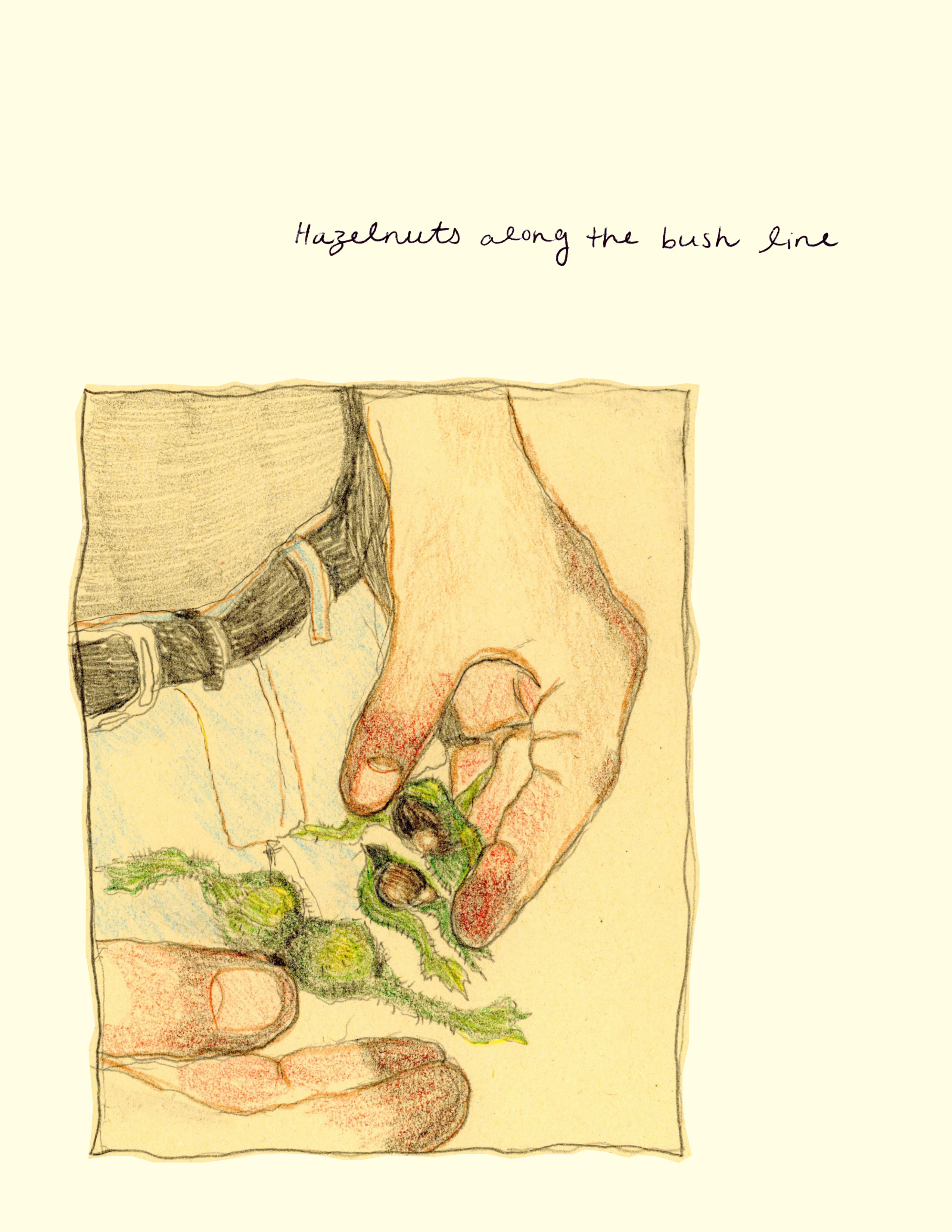 A pencil coloured drawing of someones hands holding freshly picked hazelnuts, there is green spiky plant skin still encapsulating the hazelnuts. Written text above reads "Hazelnuts along the bushline."