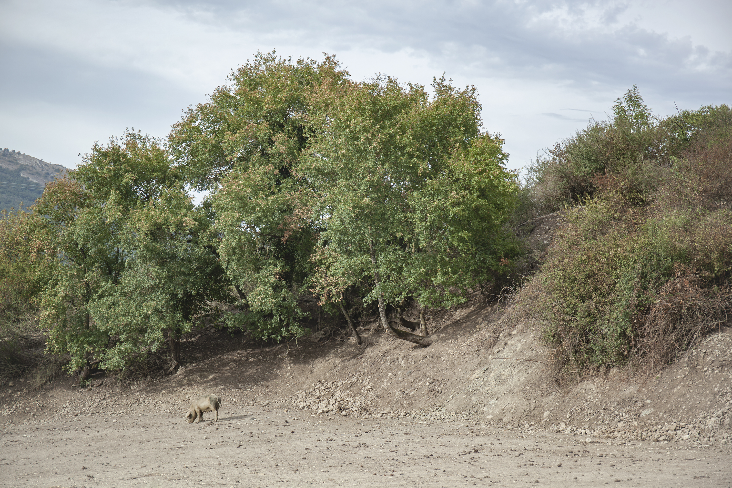 Urrizola, Navarre, Spain, 2025photography, color, single