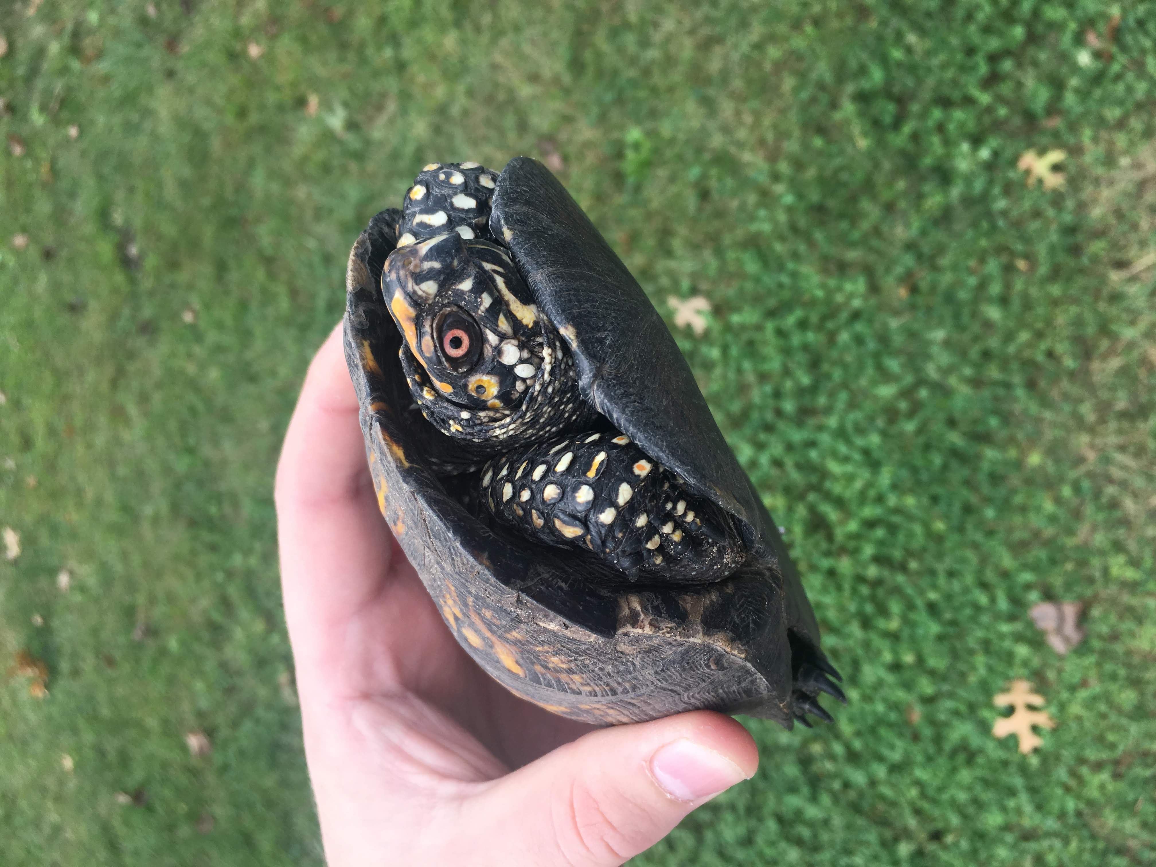 A box turtle the artist found whilst foraging. The turtle stares blankly and would prefer to be on the ground. For that moment, he is being carefully held.