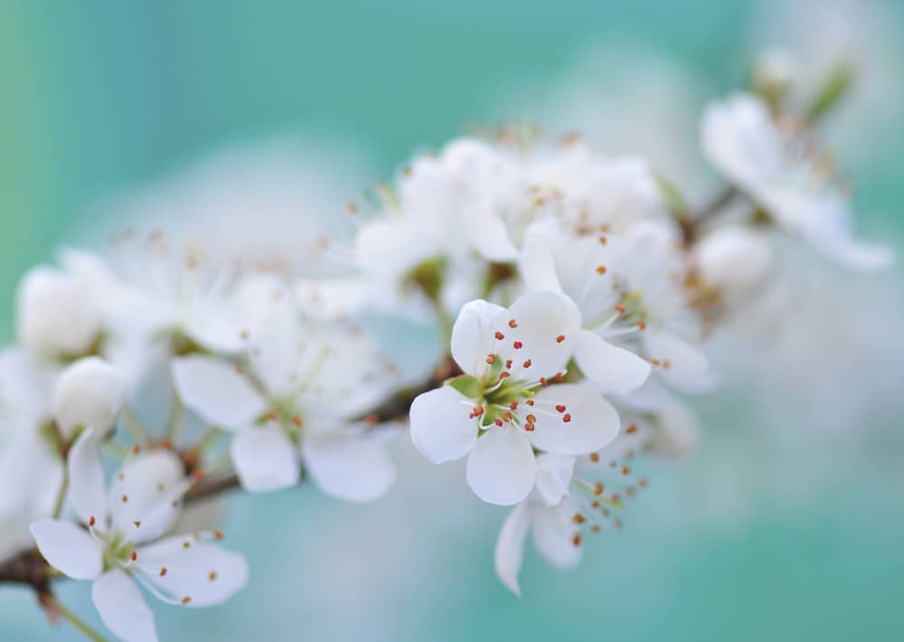 Nr. 164 Schwarzdorn / Prunus spinosa