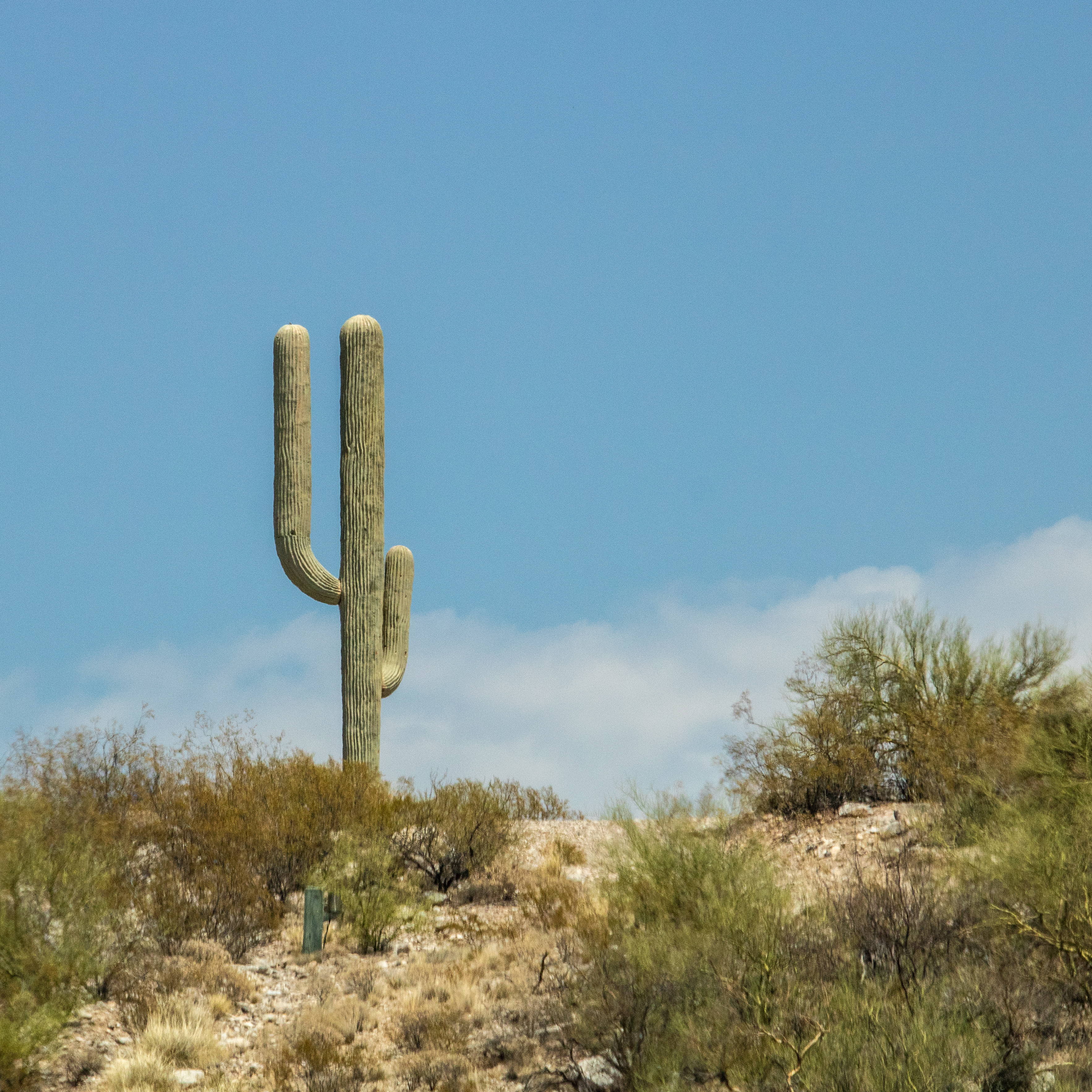 A tall saguaro cactus stands alone on a rocky desert hill under a clear vibrant blue sky in Tucson, AZ. Surrounding shrubs and dry grasses suggest an arid landscape.