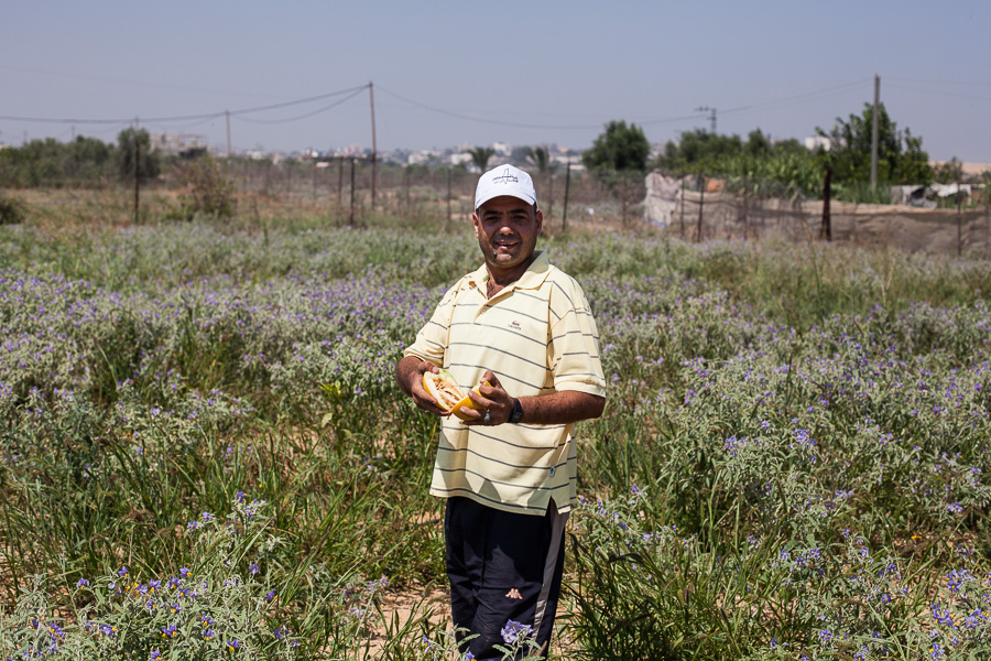 Beit Hanoun, juillet 2012. Action de soutien aux agriculteurs. Quelques personnes viennent aider &agrave; retirer les tuyaux d'irrigation d'un champ en friche proche de la buffer zone. La buffer zone est une bande de terre de parfois plus de 1km s&eacute;parant la fronti&egrave;re des fermes. Les isra&eacute;liens l'ont mise en place au d&eacute;triment des fermiers qui y poss&eacute;daient des cultures. Ils tirent &agrave; vue sur quiconque s'aventure dans cette zone.