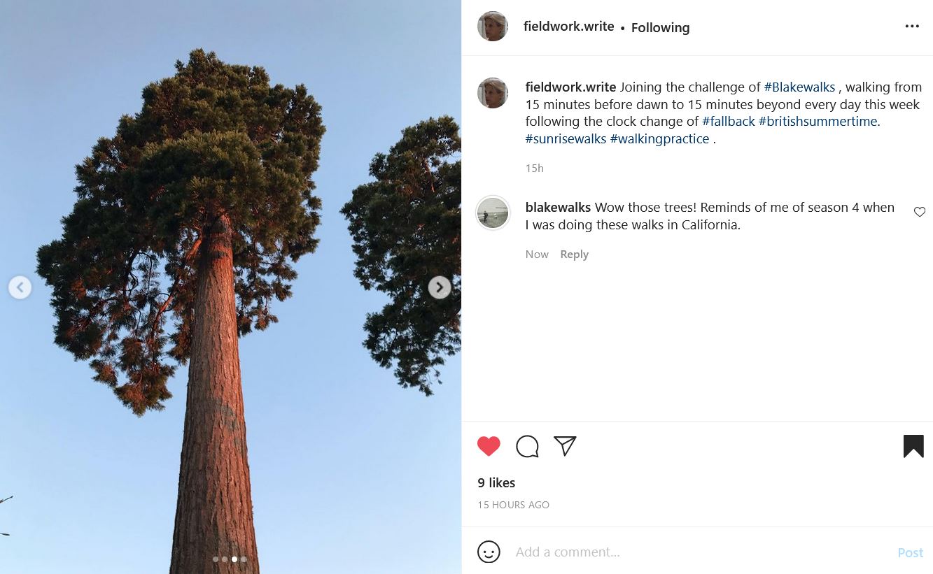instagram post by fieldwork.write. two large trees against a blue sky. the text reads: fieldwork.write Joining the challenge of #Blakewalks , walking from 15 minutes before dawn to 15 minutes beyond every day this week following the clock change of #fallback #britishsummertime. #sunrisewalks #walkingpractice . 15h blakewalks Wow those trees! Reminds of me of season 4 when I was doing these walks in California."