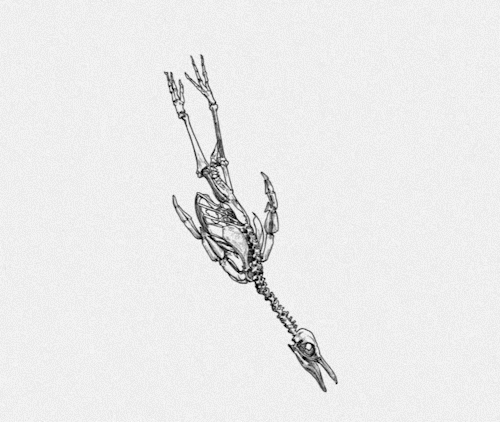 Skeletons: PENGUIN(2019)