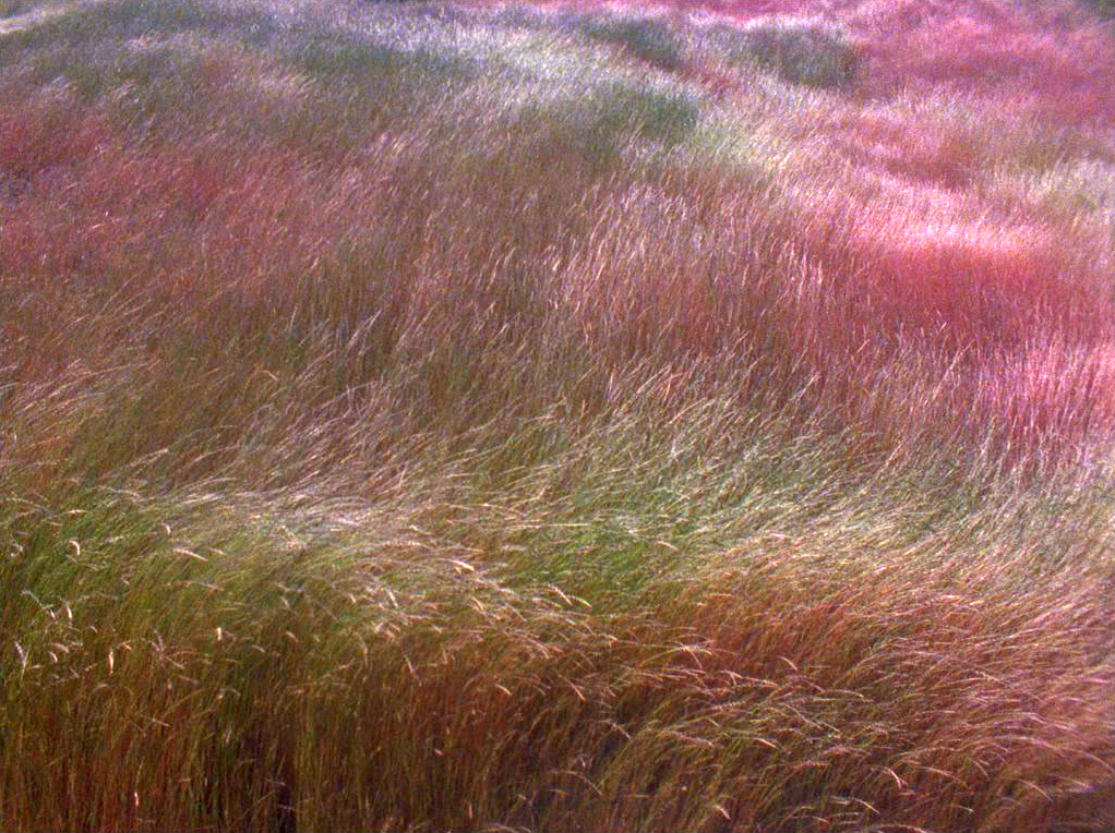 At Any Given Moment, Grass 2 with Burnt Wood, 2010. Installation view at Williamson Gallery, Pasadena, California. Video projection size: 21’ 8” x 8’ 11”. Duration: 9 min. 20 sec. Continuous loop. (still frame)