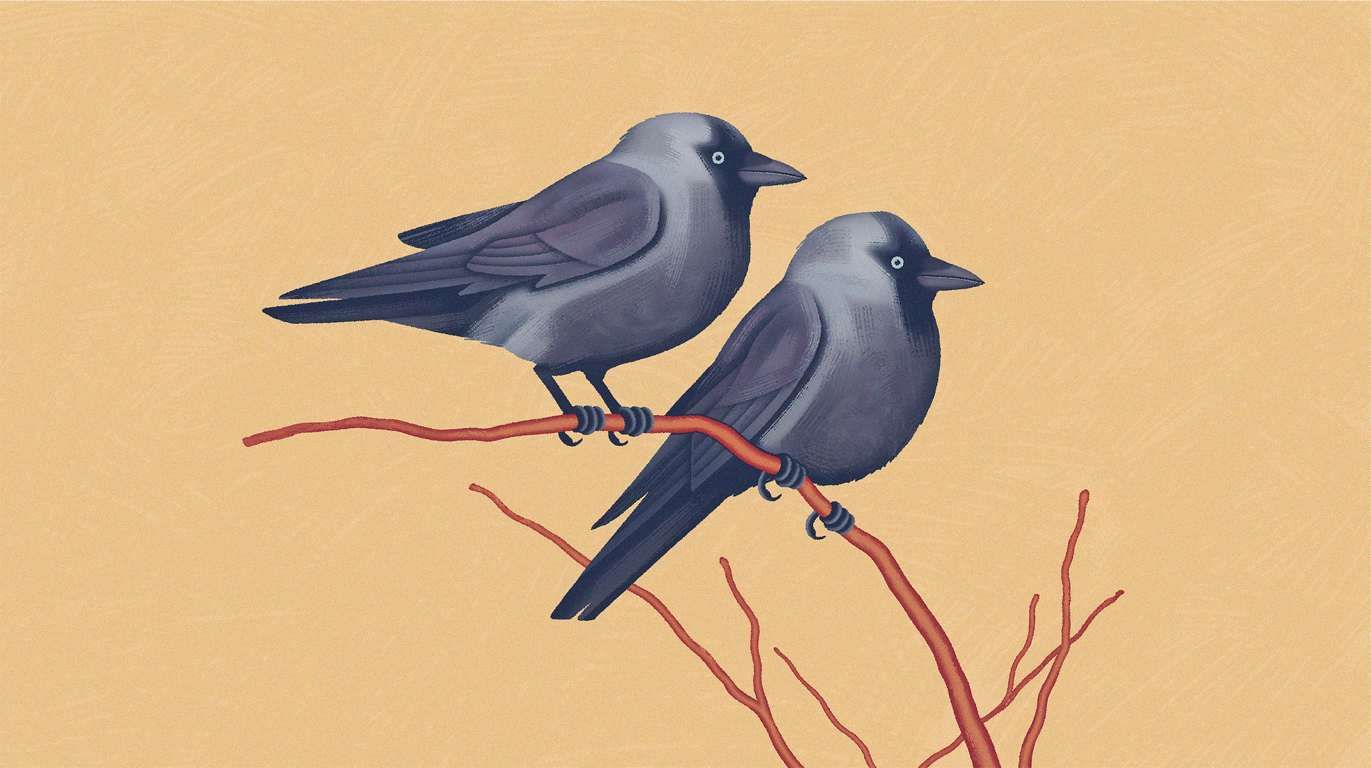 Corvids, such as jackdaws (Coloeus monedula), form monogamous pair bonds.
