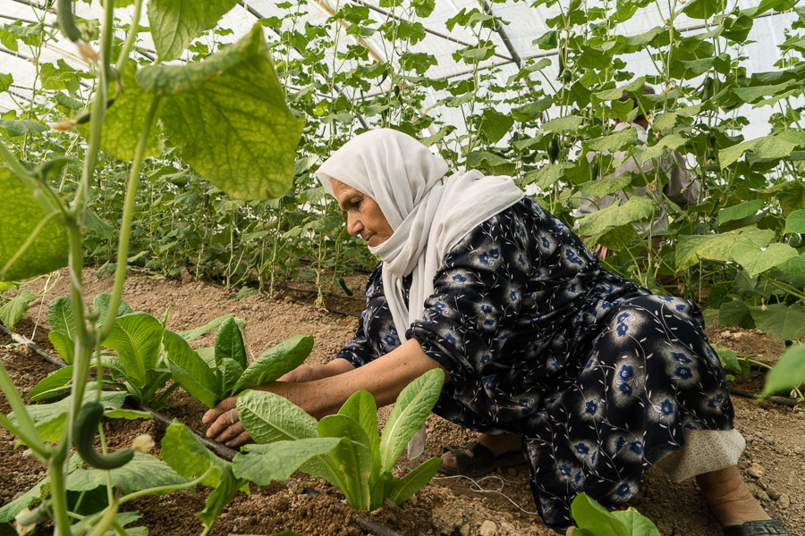 Camp de Maxmur, Irak. “Nous voulons revenir dans notre village, même si nous devons souffrir pour ça. Ici ce n’est pas chez nous”, soupire Asiya, originaire des alentours de Cizre, en ré-ajustant son fichu blanc encadrant un visage marqué par les années et les épreuves. Un souhait que partagent tous les habitants de Maxmur, pour qui le camp ne constitue qu’un lieu de séjour temporaire malgré les années écoulées. Mais aussi un souhait lointain pour les plus jeunes, nés ici ou partis trop tôt pour avoir un passeport turc qui le leur permettent. Quant à ceux qui en ont un, ils craignent d’être enrôlés pour le service militaire obligatoire si jamais ils passent la frontière turque.