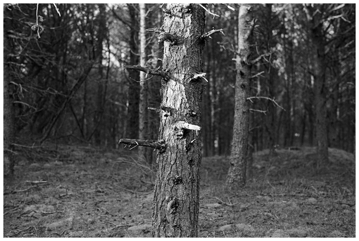 'THE TREE WITH THE LONG NOSE'