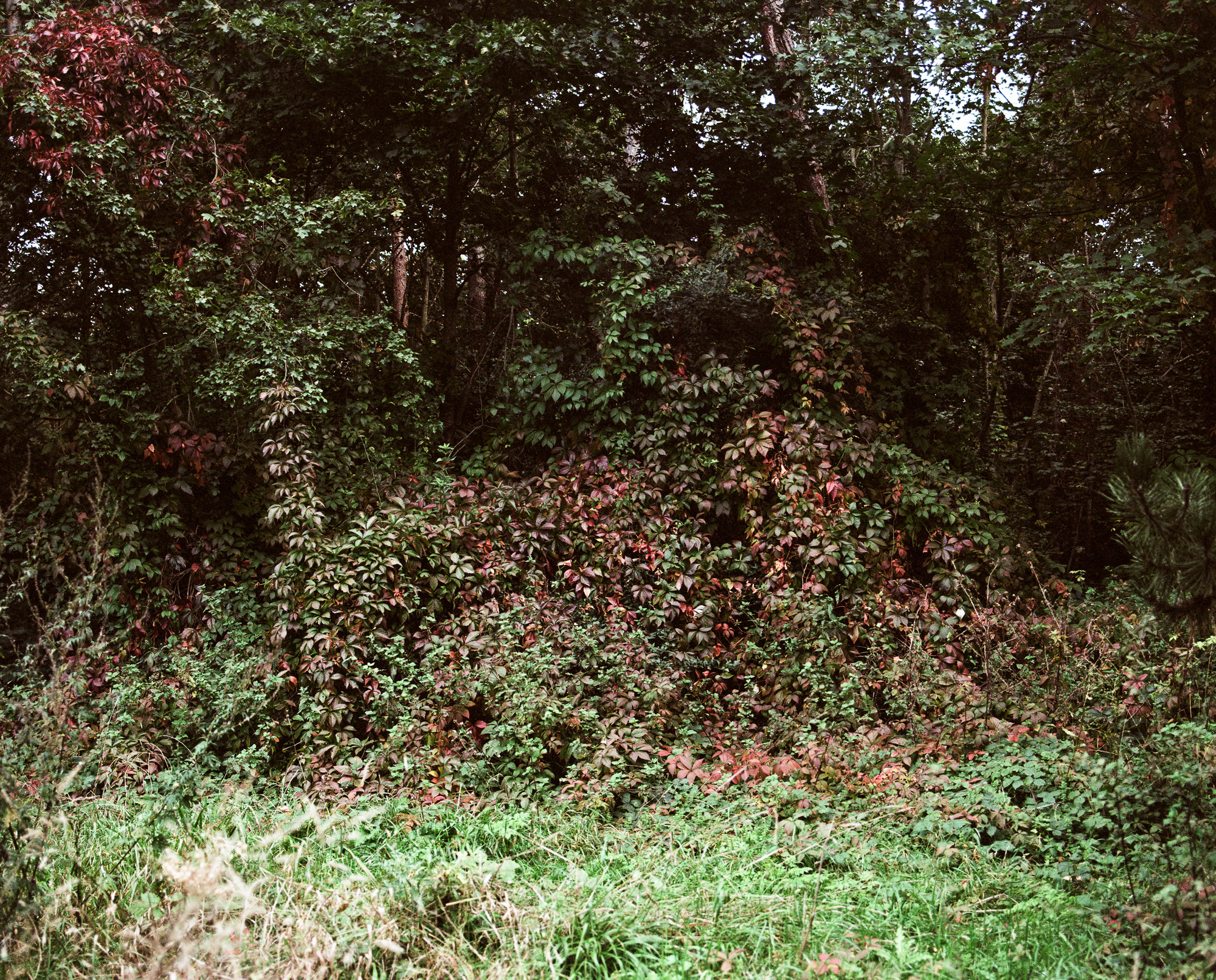 Végétation en friche au début du printemps, avril 2022