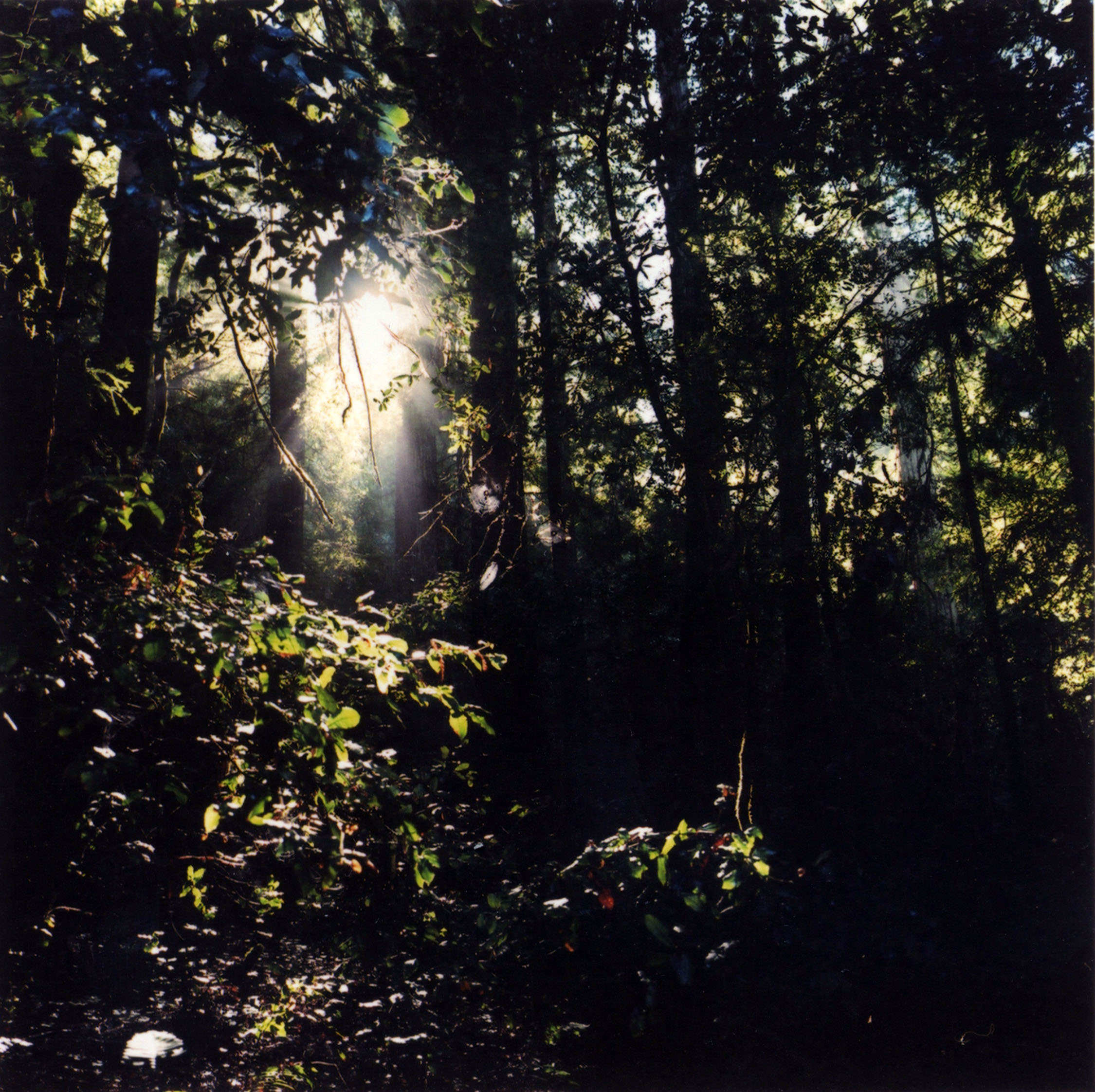 Light, Cape Rosier, Maine 2009