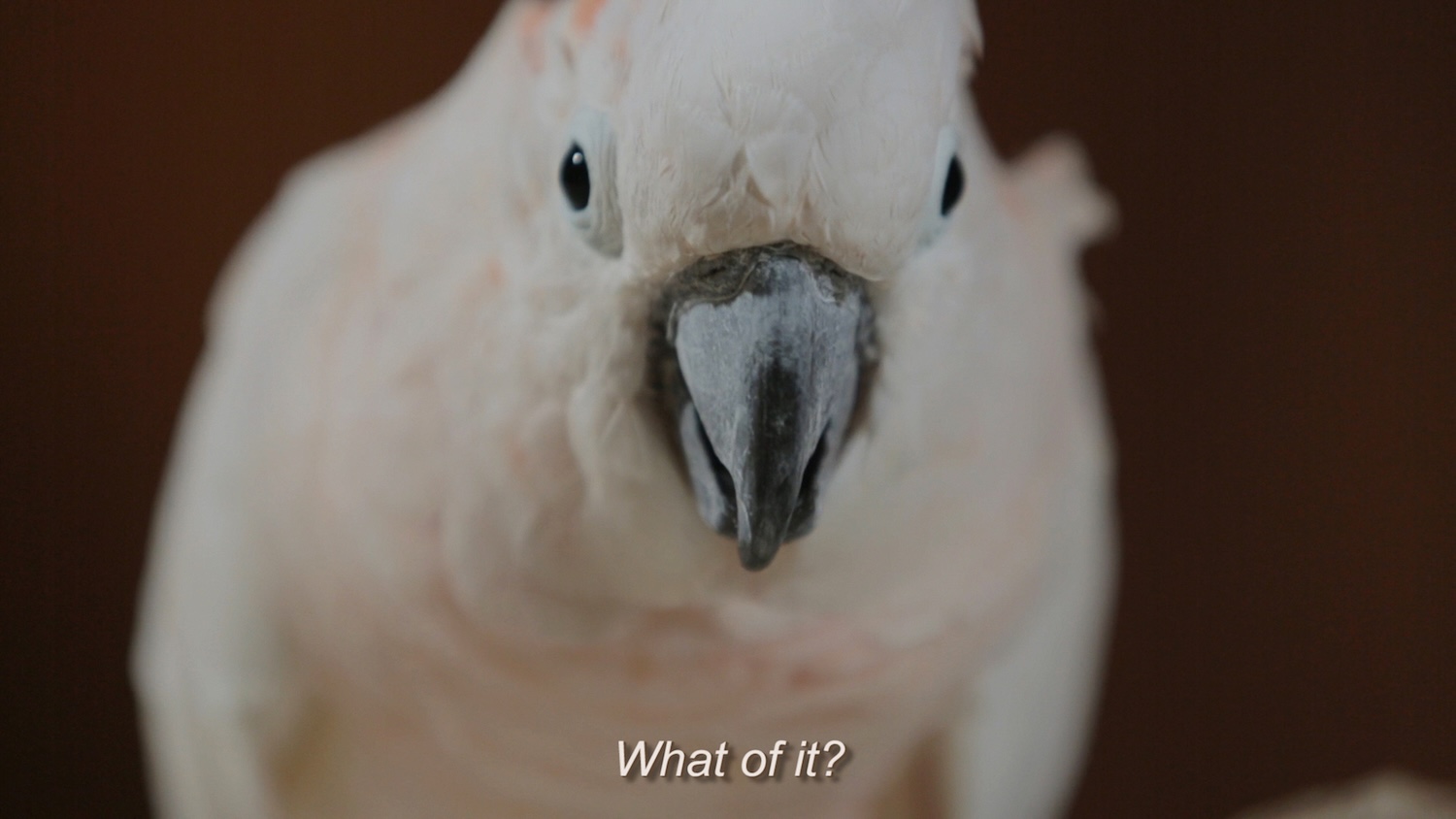 Jenny Brady, Wow and Flutter, 2013. Images courtesy of LUX and the artist.