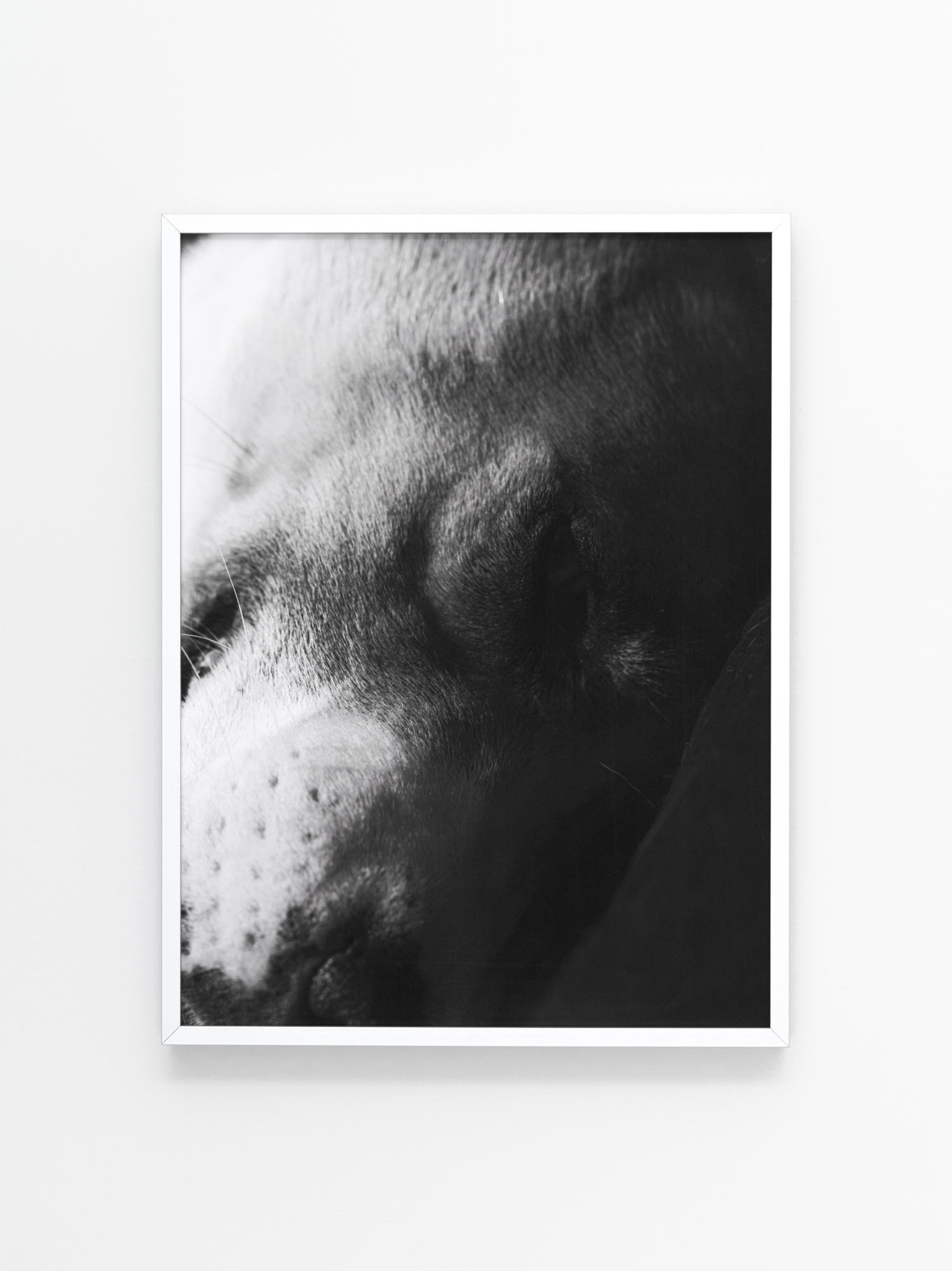 "Amur, a dog abandoned on the streets during the early days of the war" 2024. Archival pigment print. Aluminum frame. 34 x 26 cm