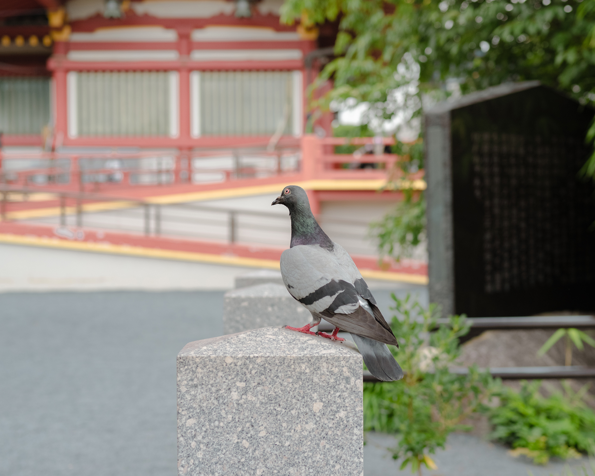 Pigeon, Ueno, Tokyo