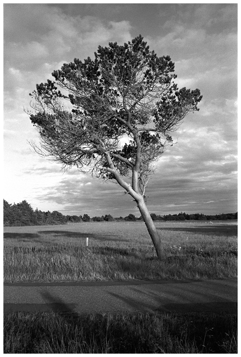 TREE I