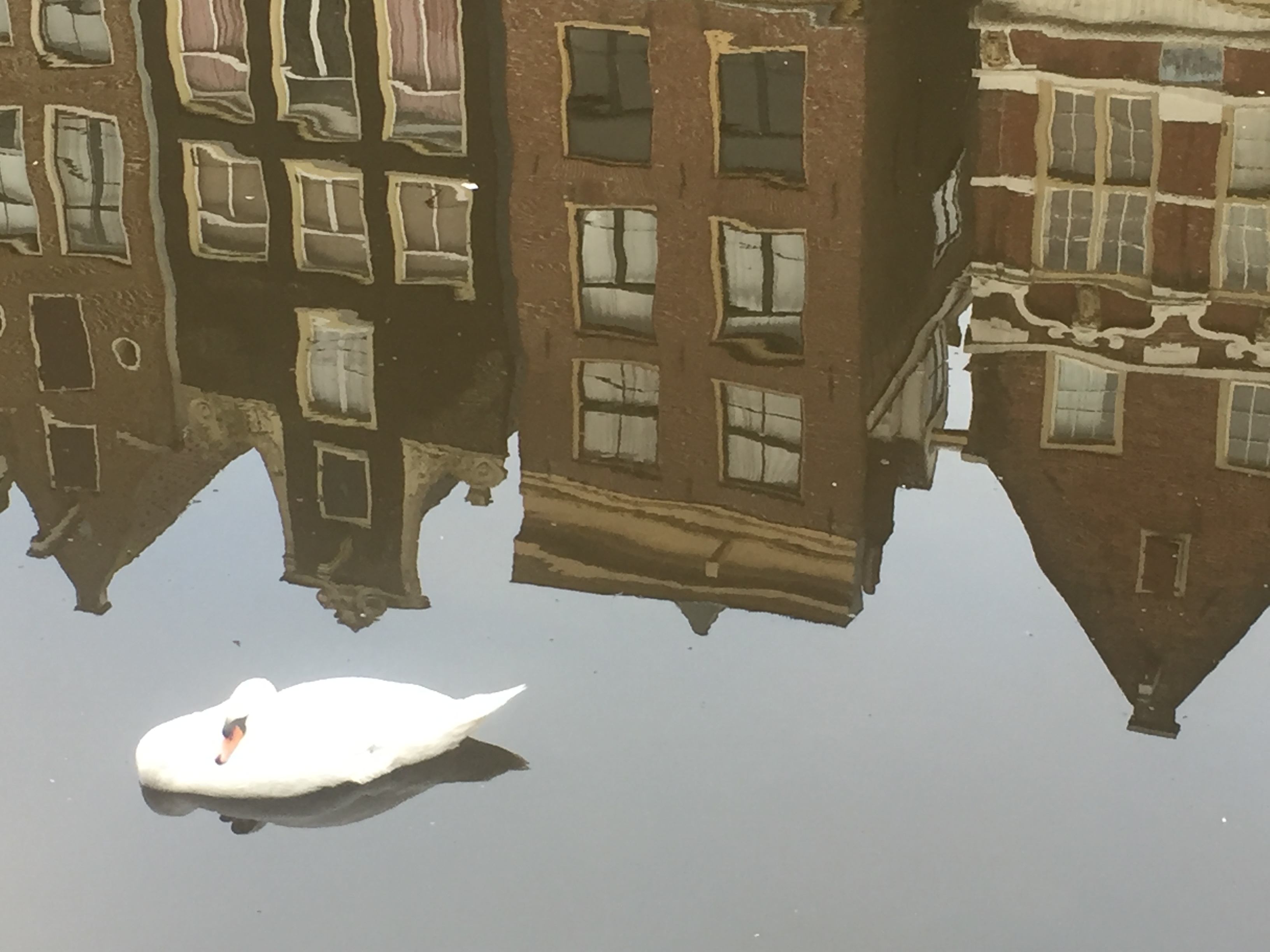 Turn it around ... Swan clouds