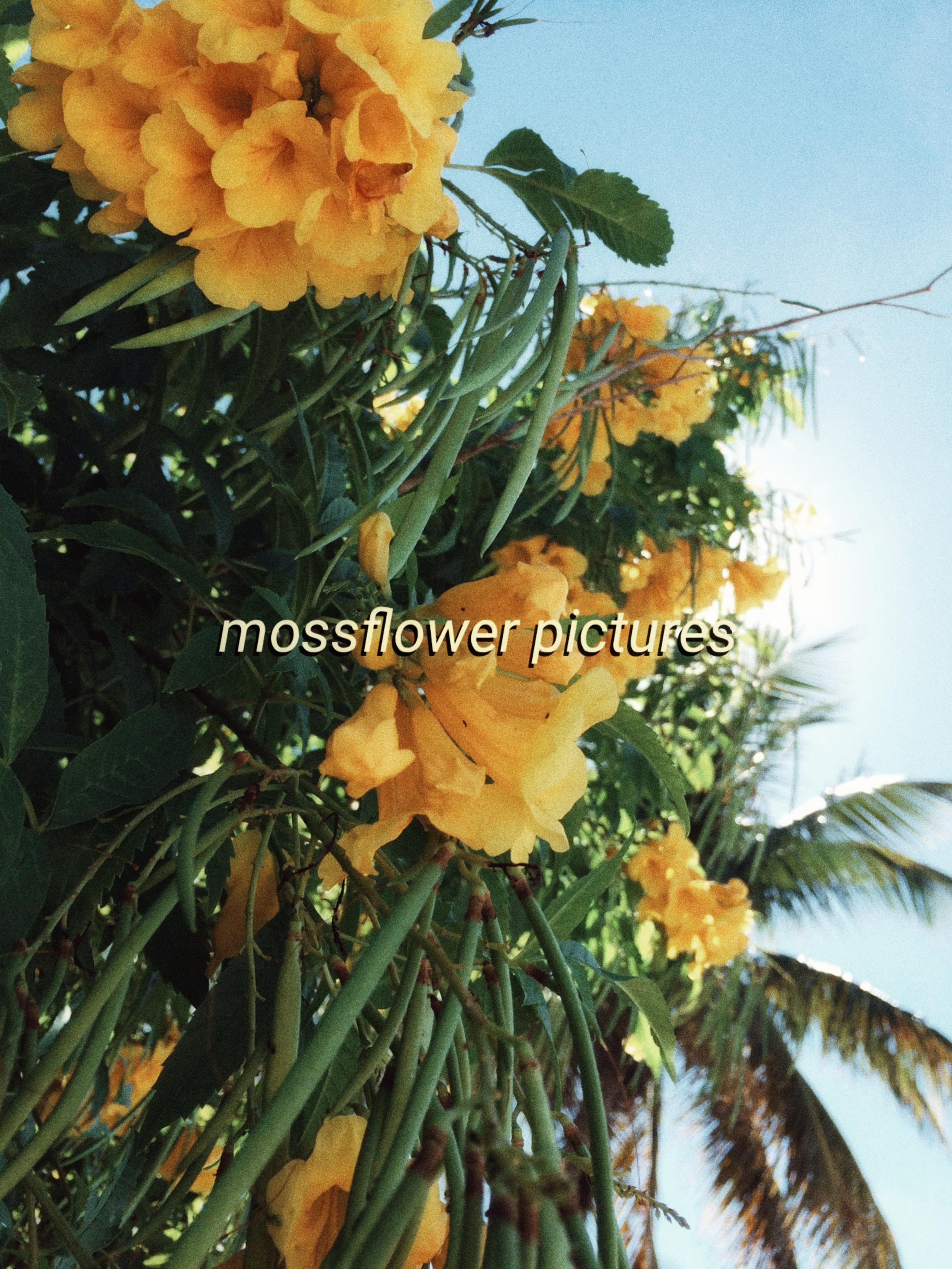 Mossflower Pictures