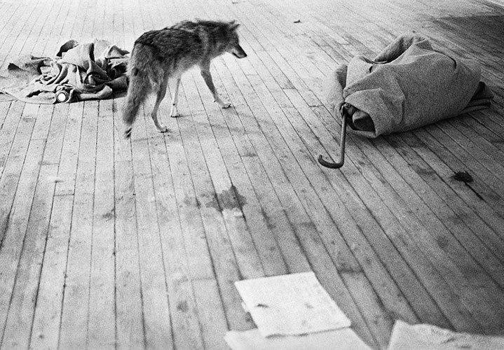 Joseph Beuys: Coyote / Photographs by Caroline Tisdall