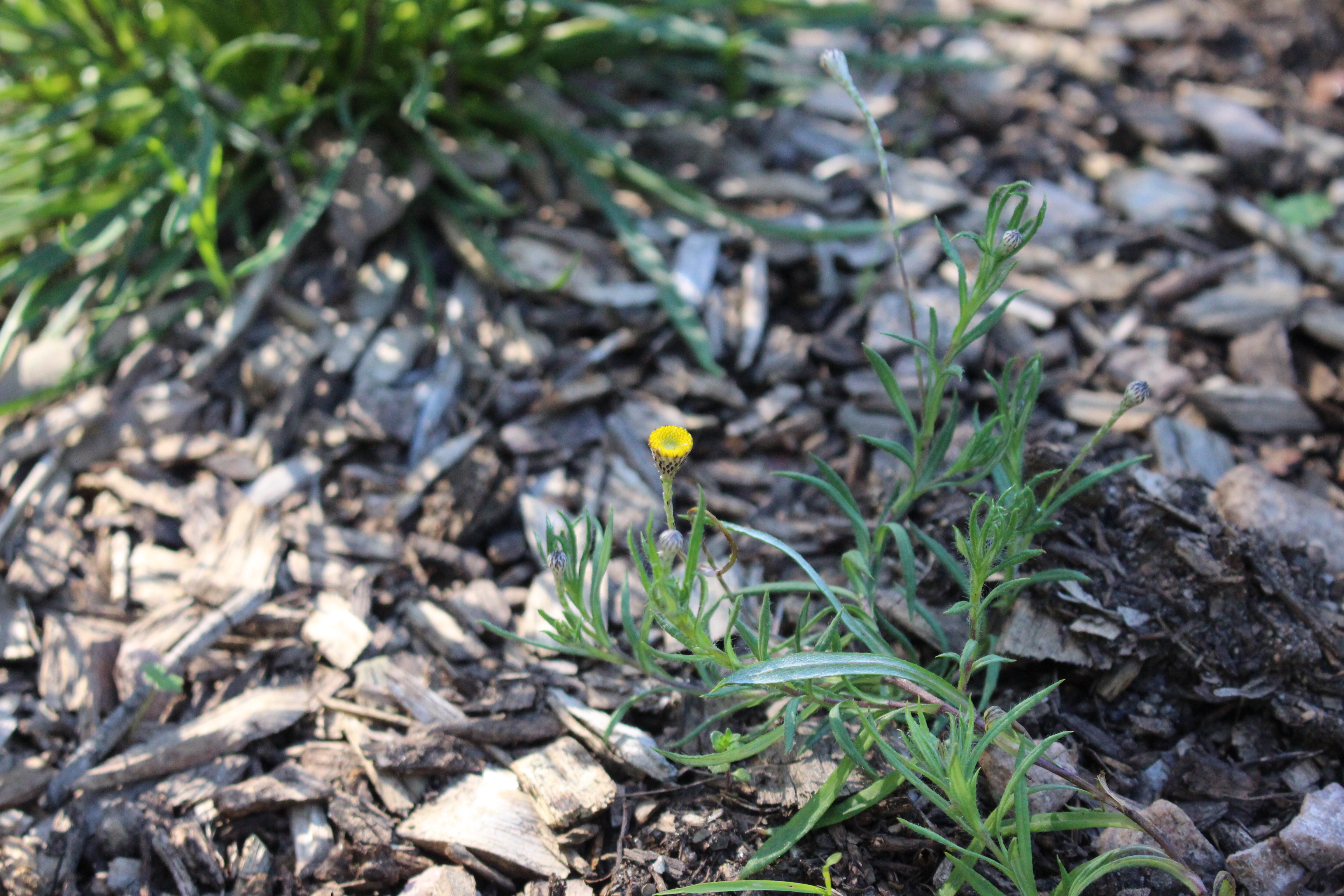 Scaly button (Leptorhynchos squamatus subsp. squamatus)