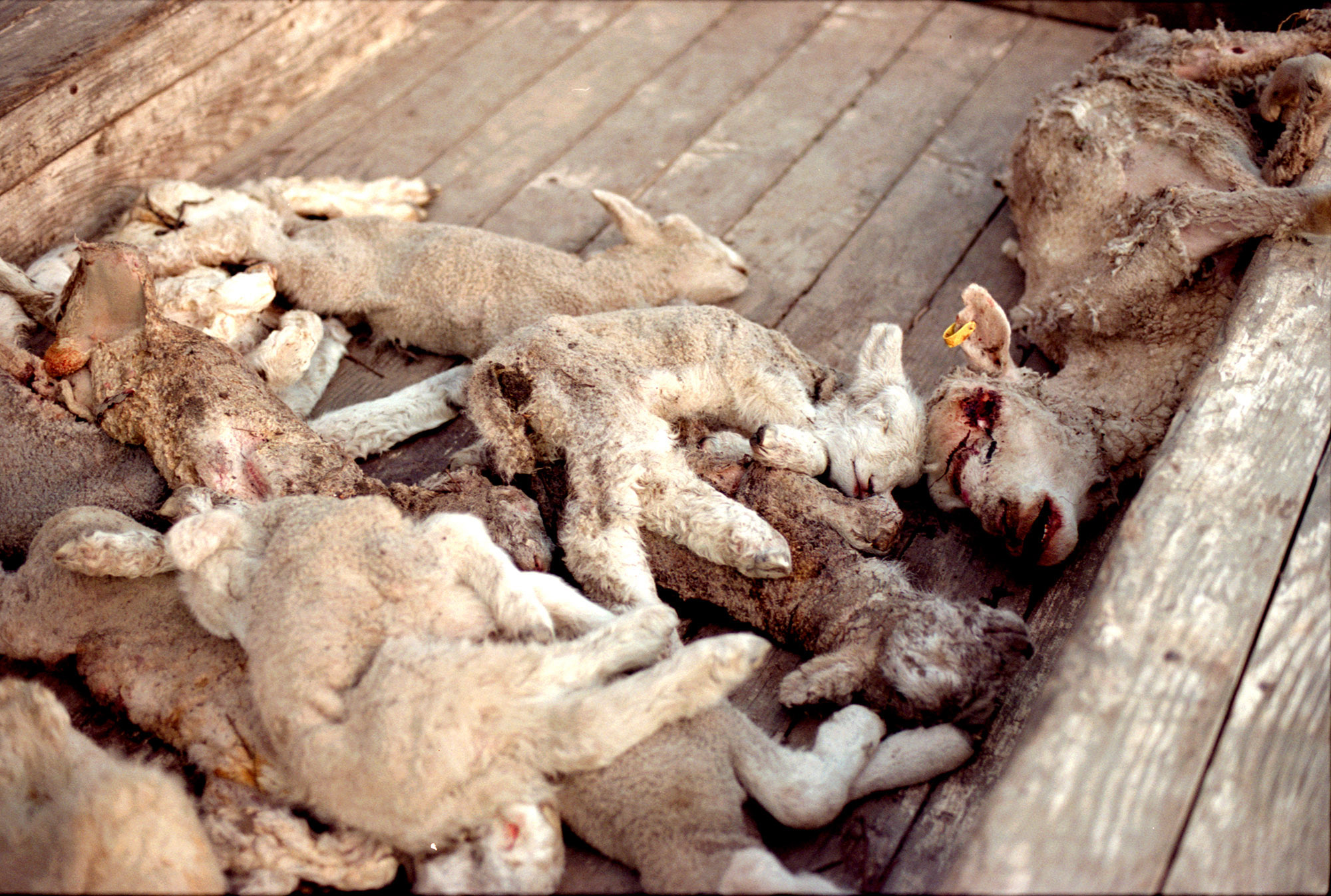 2/4Slinks, Hawea, 2004 (041019_023)