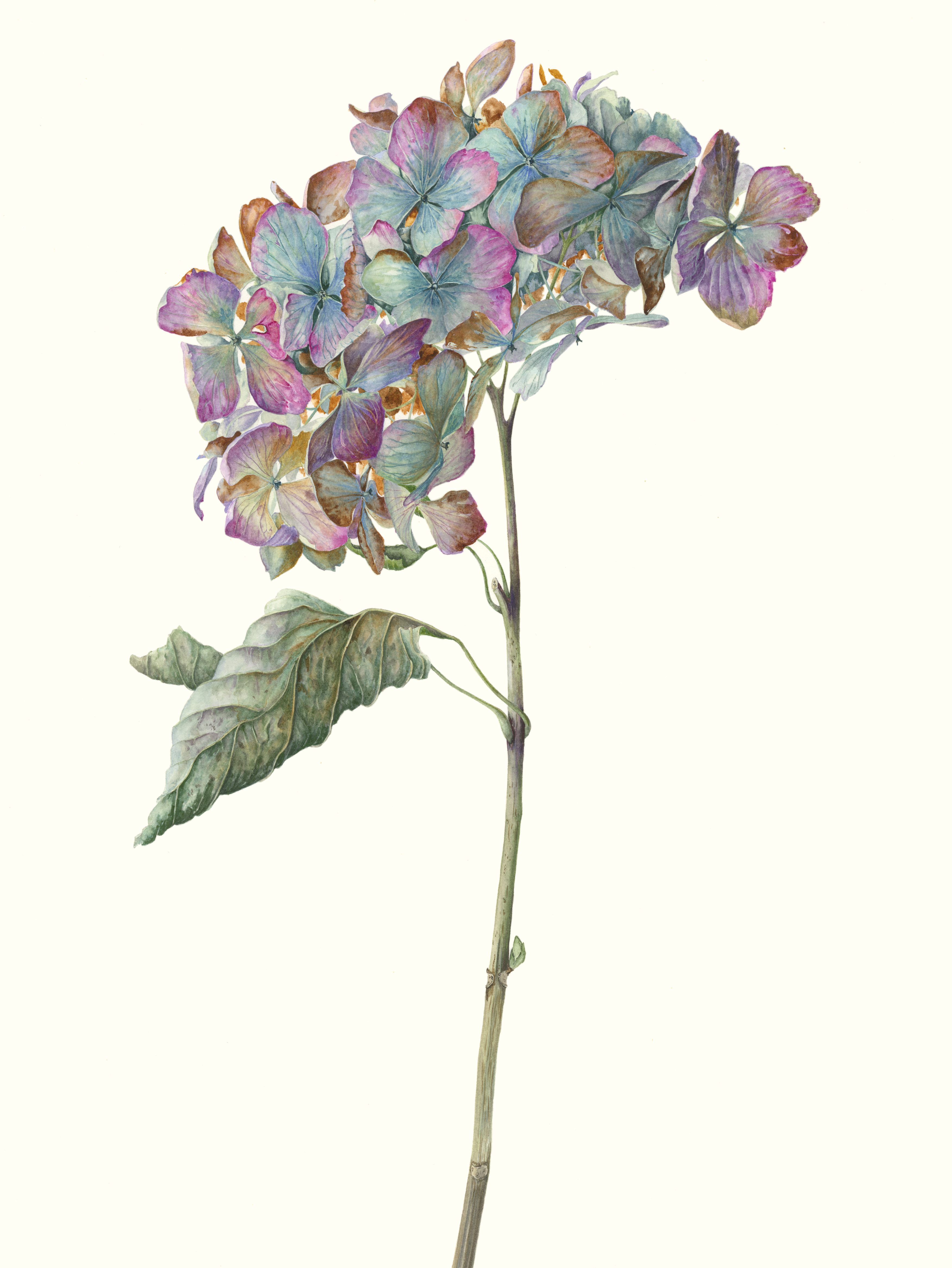 Hydrangea macrophylla Madame Emile Mouillere