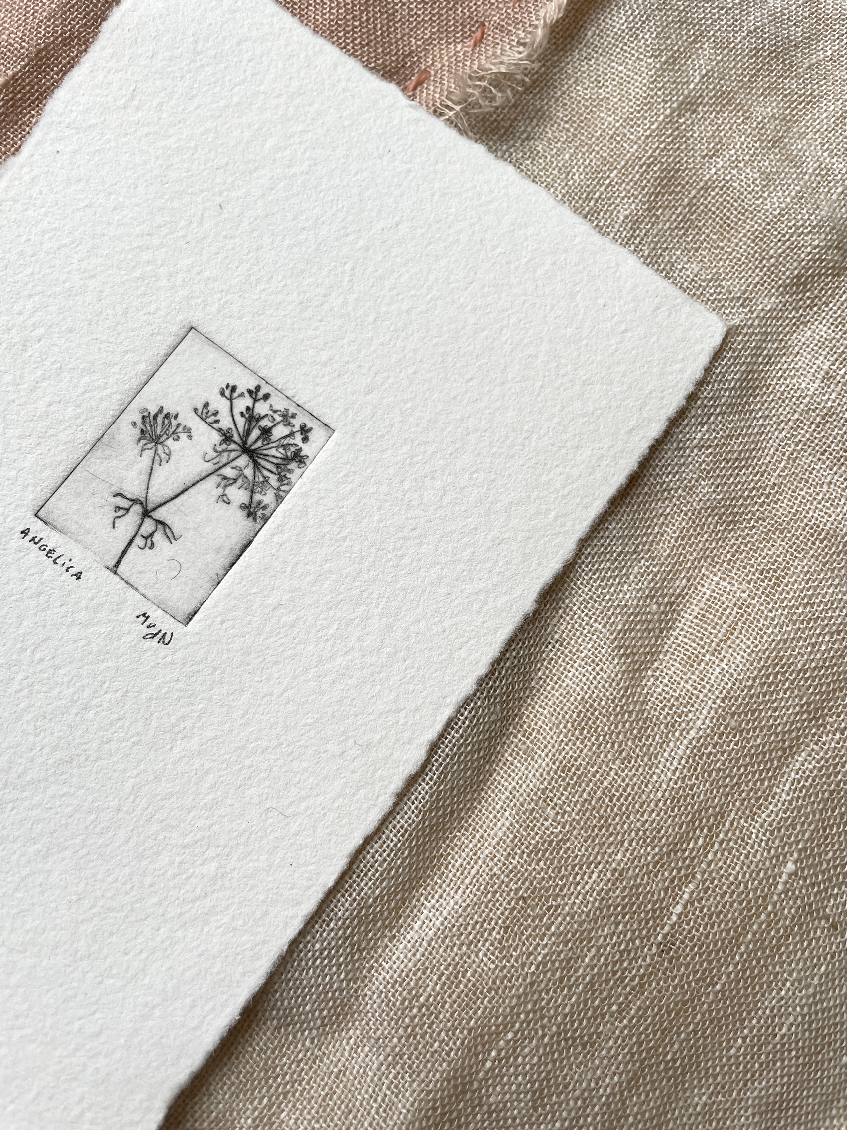 ets 'engelwortel' / Maartje - 35,-