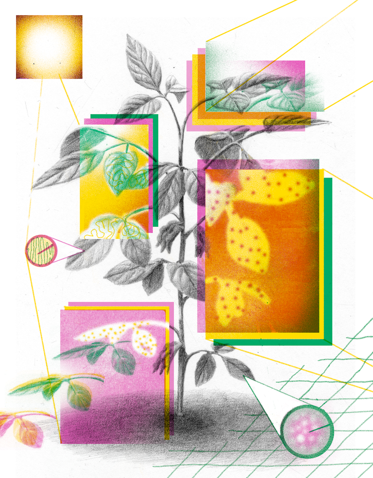 A New Leaf: Scientists try to engineer a more fruitful crop and avoid a global food crisis by interfering in the ancient process of photosynthesis.  Selected for the 2023 Society of illustrators student competition.