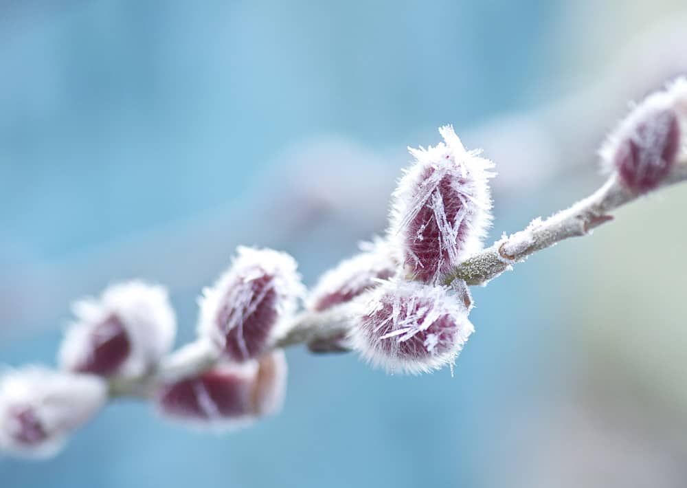 Nr. 195 Rotkätzchen