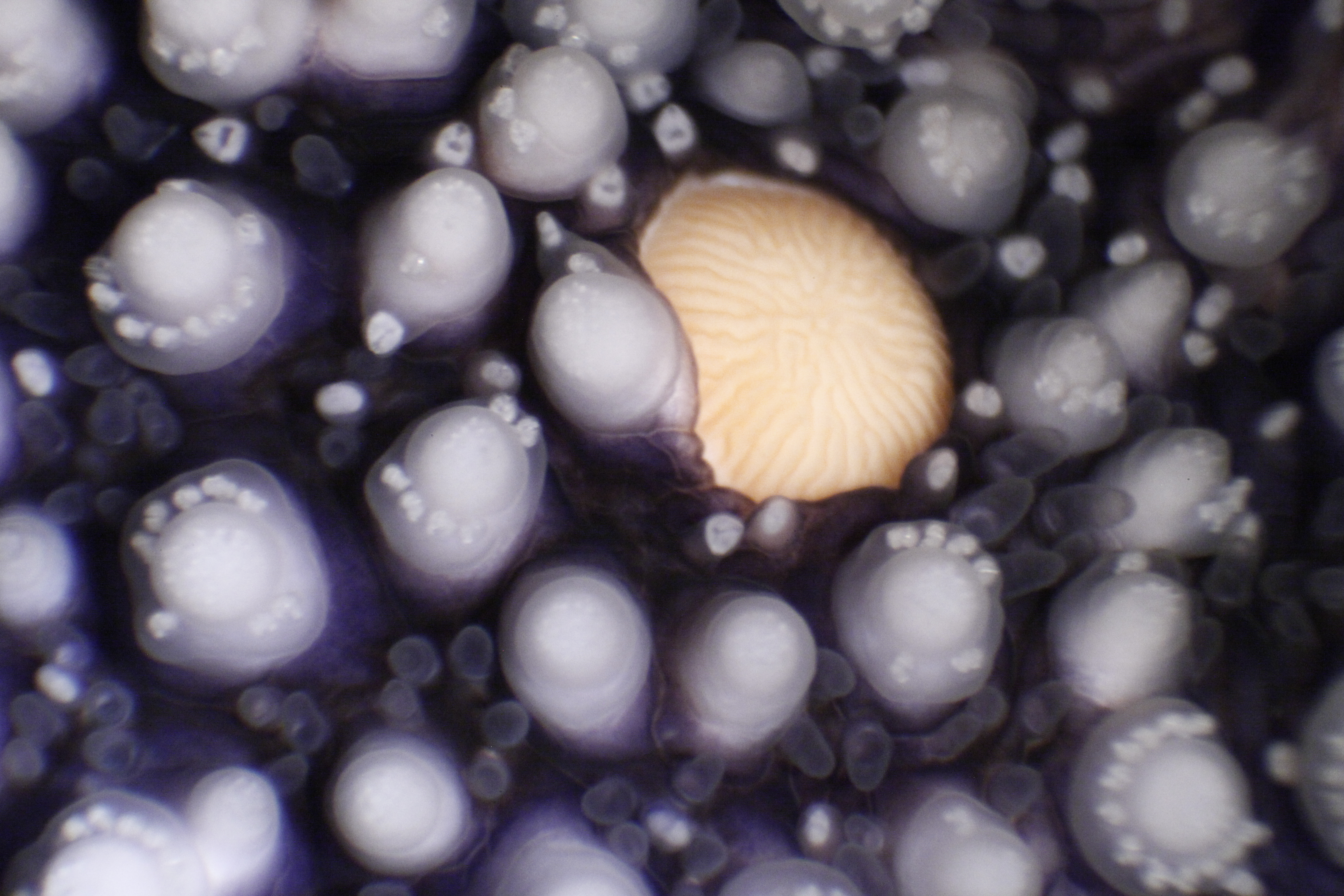 Starfish / Digital Photo