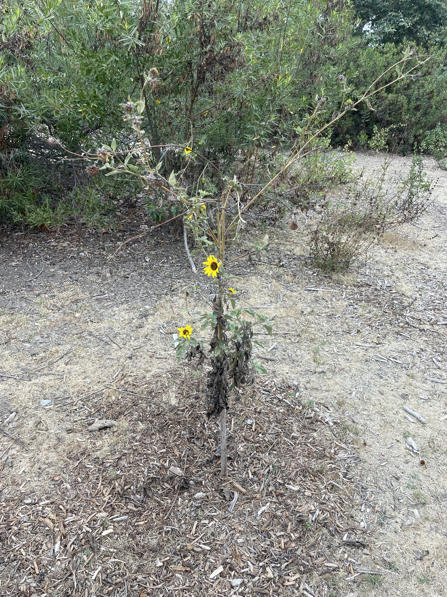 Encelia californica in July