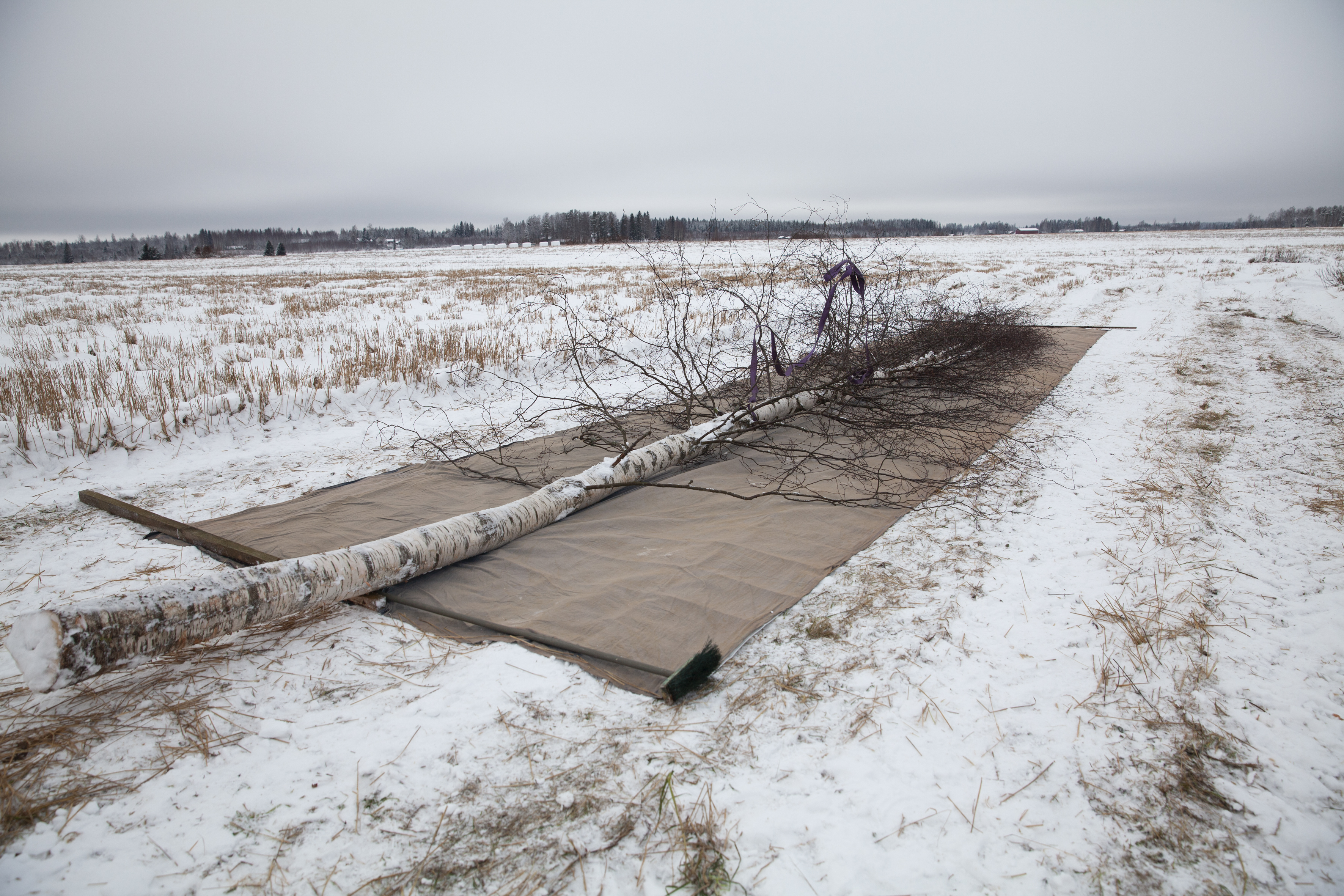 Anne Roininen: Puu kaatui, 2021