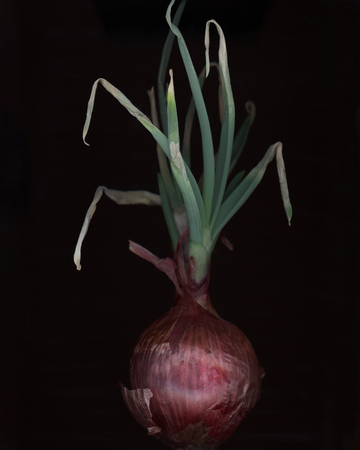 放到发芽的洋葱