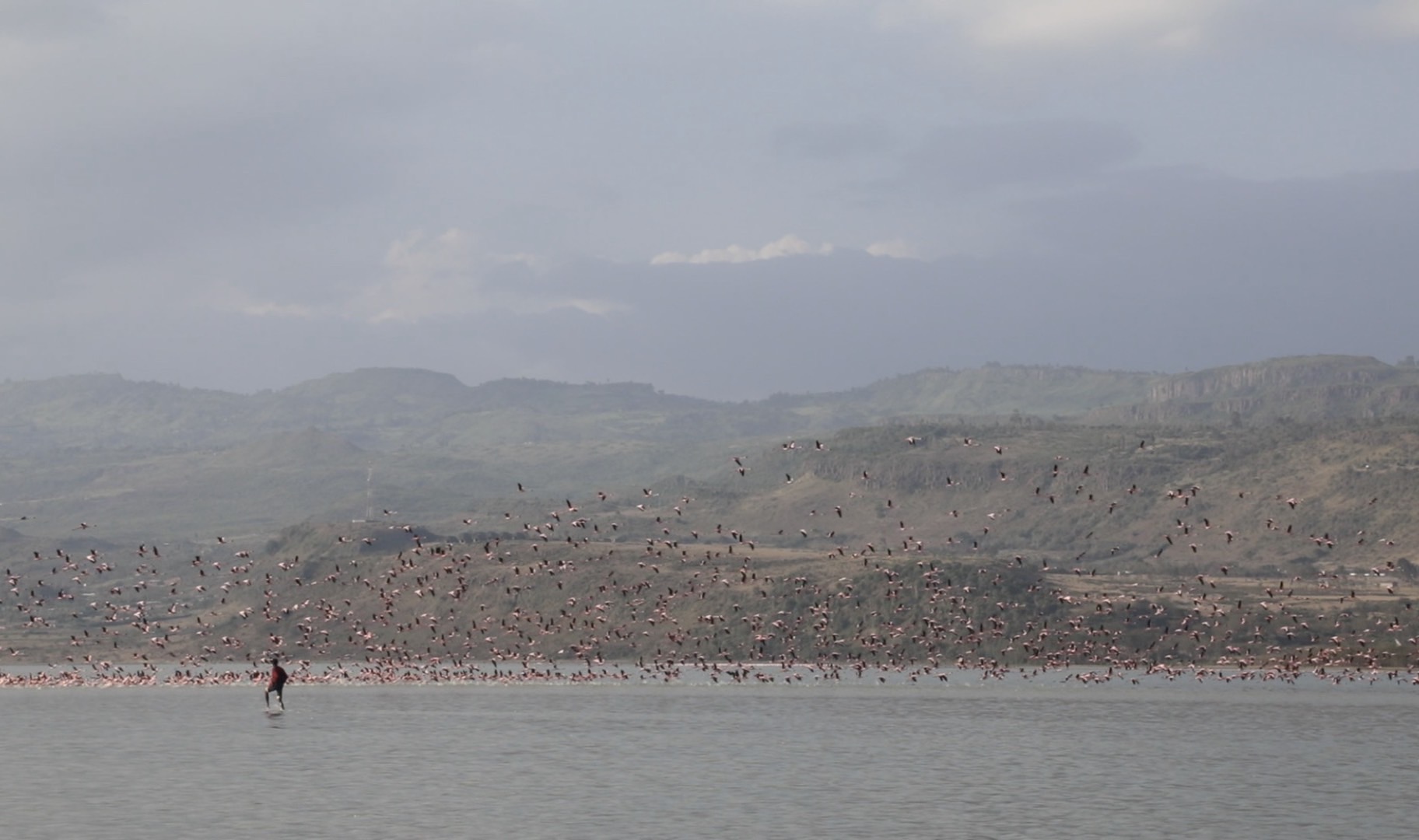"Pink flamingos form the distant lake shoreline, 130,000 of them in the region around Lake Elementaita, Kenya."