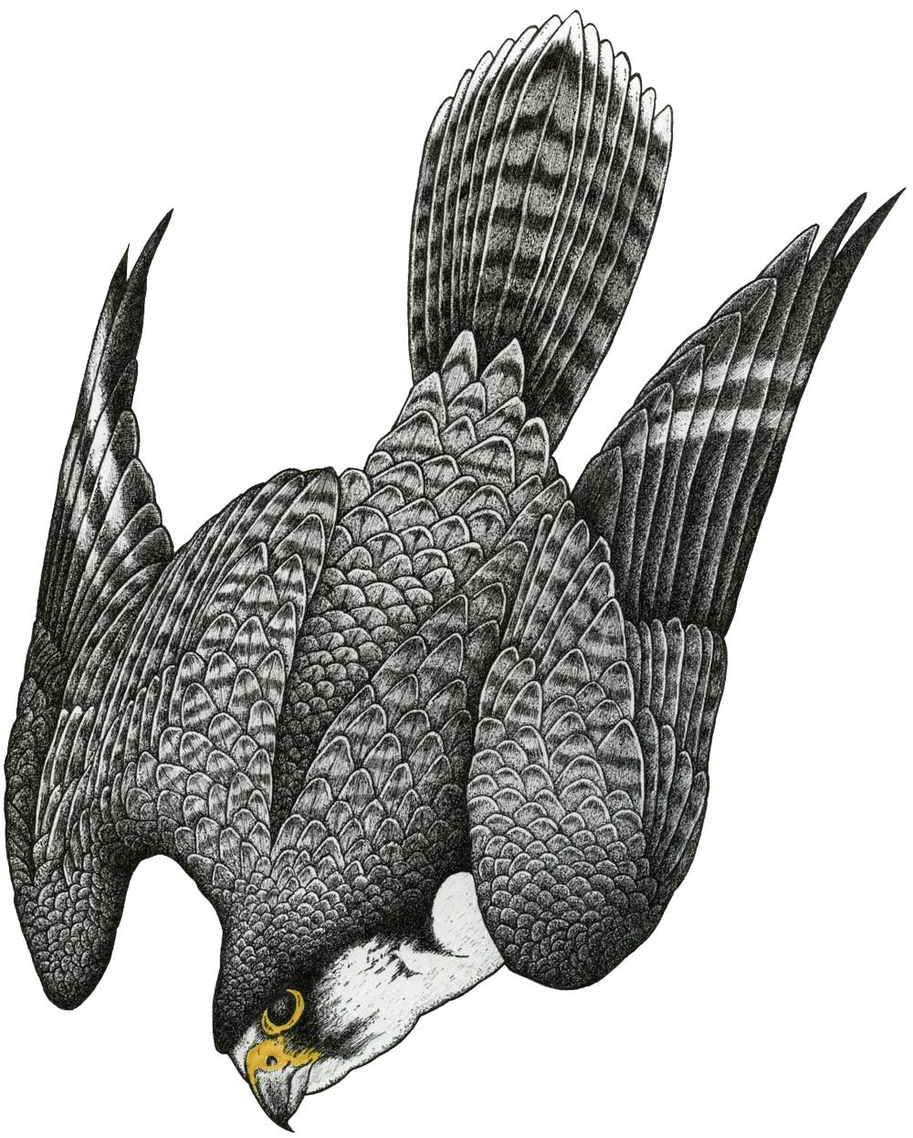 peregrine falcon