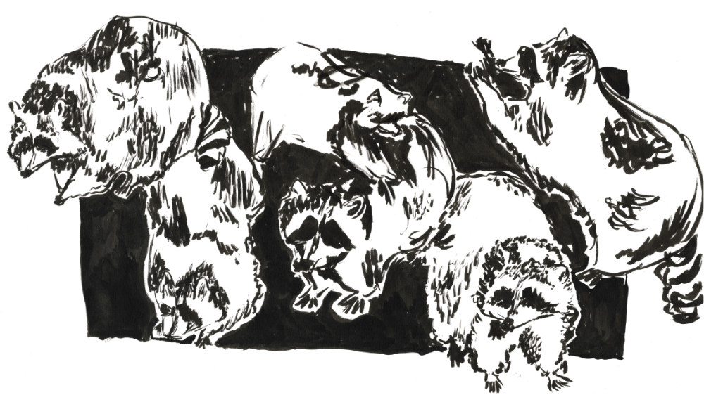 Sketches which would inform my Raccoon screenprint project. Ink, March 2023.