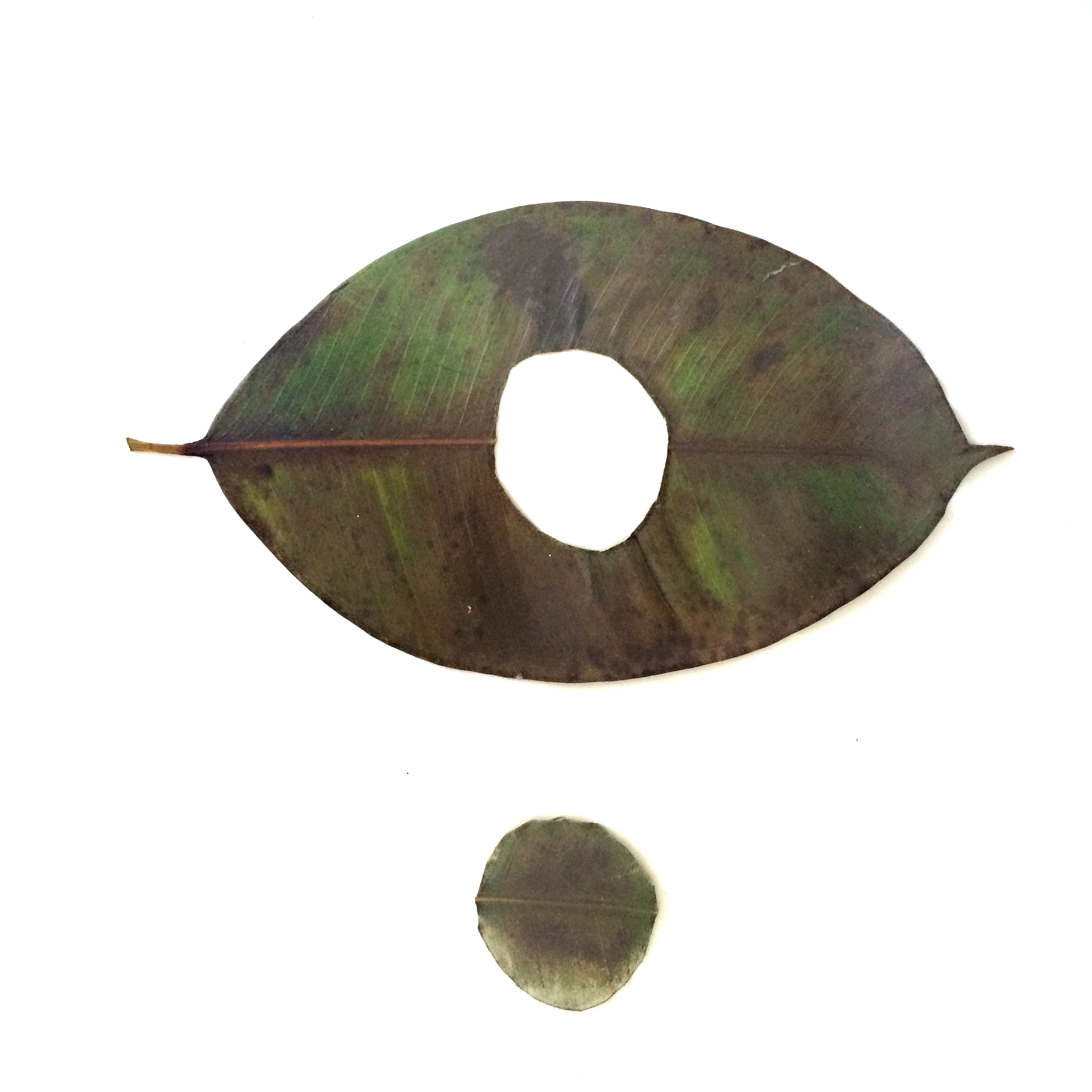 Title: "Gomero" from the series "Drawing on Nature" 2015, Dry Ficus elastica/Gomero Ficus leaf on paper. 14"x17 © Andrea Lira