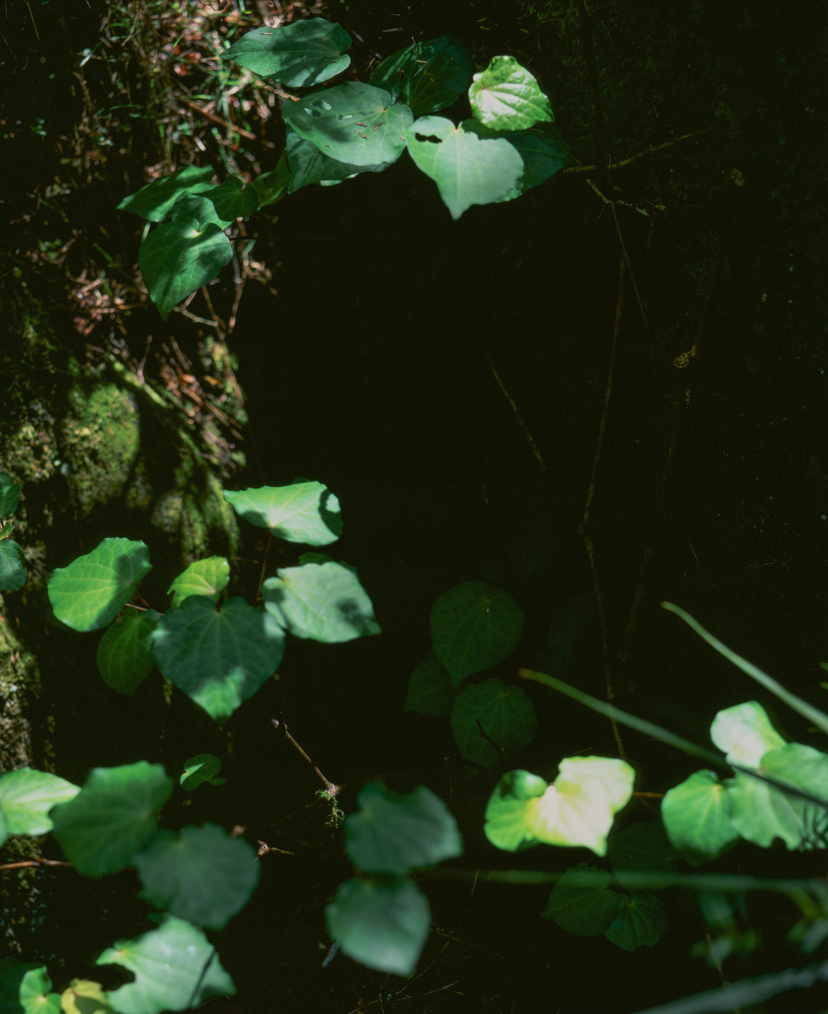 Kawakawa leaves, Wairere river.Photograph by H. H.