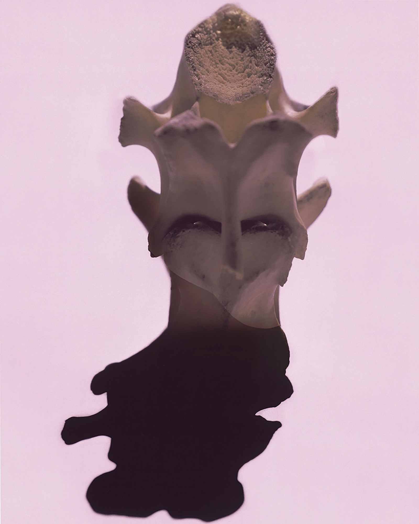 © Bianca SFORNI Cherish Light, Respect Shadow II, 2015