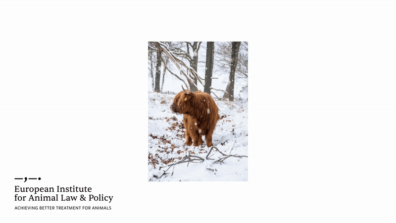 Animal Law, banner layout, 2024