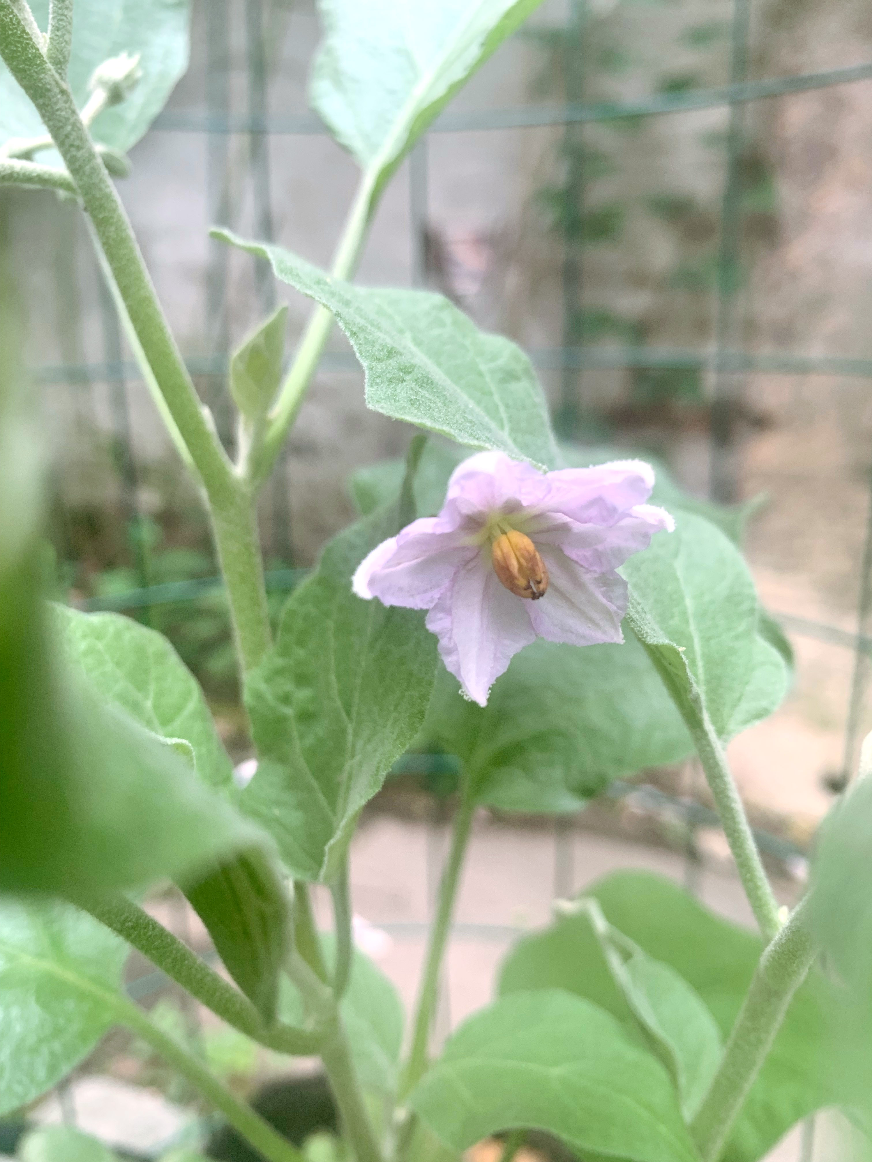 Eggplant flowering